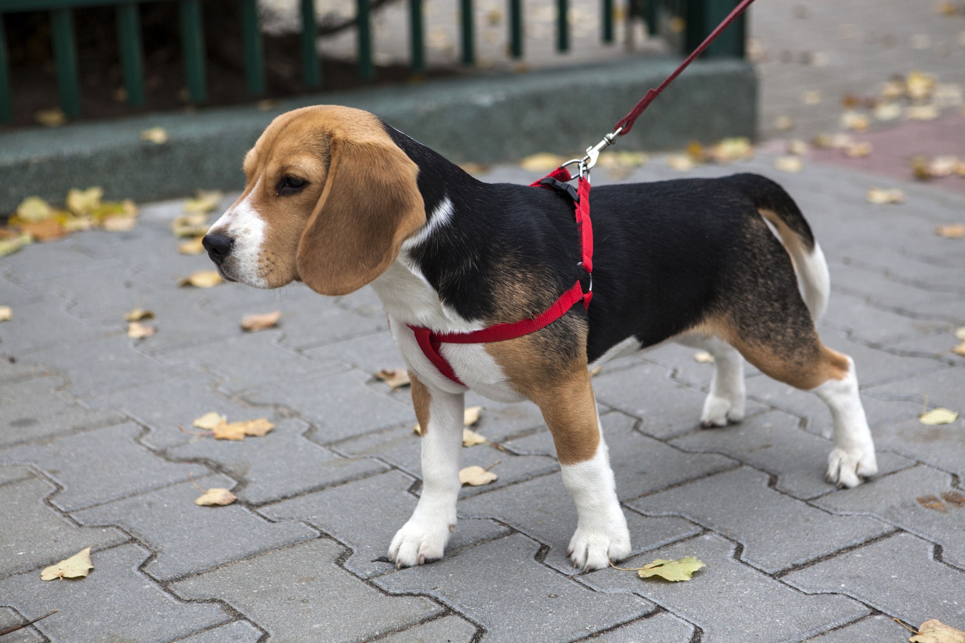 比格犬是充满活力,聪明可爱的犬种,曾是猎场上追逐猎物的能手,如今已