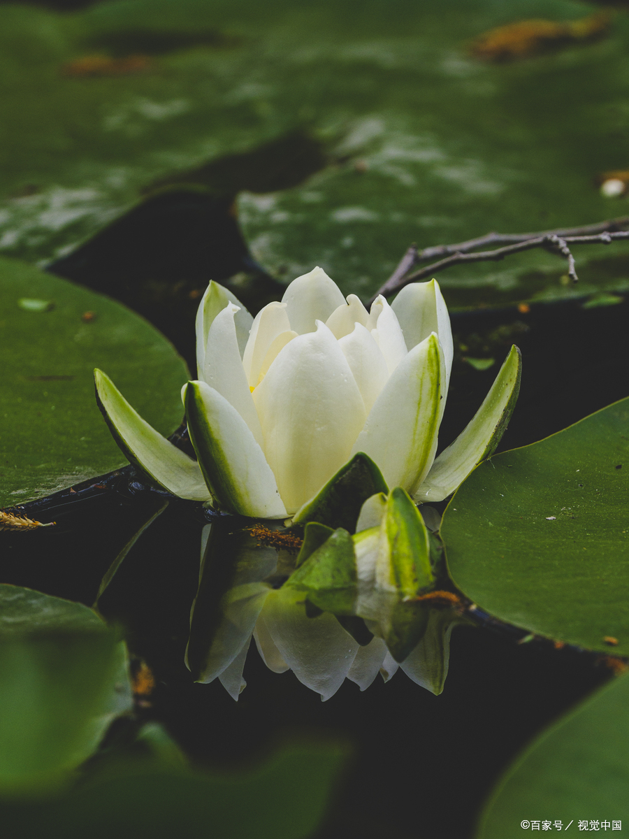 绿茶女和白莲花女的区别