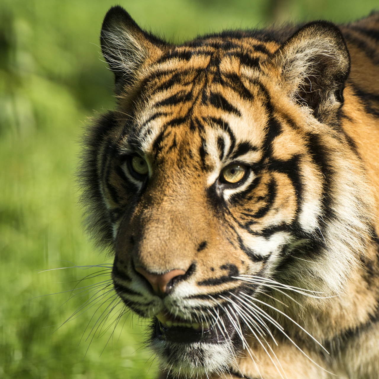 老人山上遇老虎爬树上躲50分钟# 在山林中遇到老虎是一件令人恐镜的