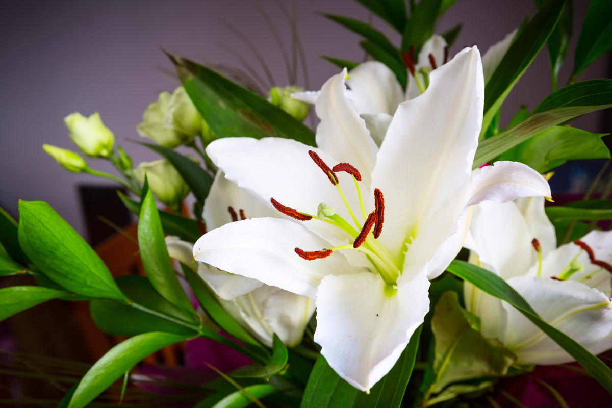 白色百合花,代表纯洁与爱情,象征贞操与忠诚,神圣且充满母爱