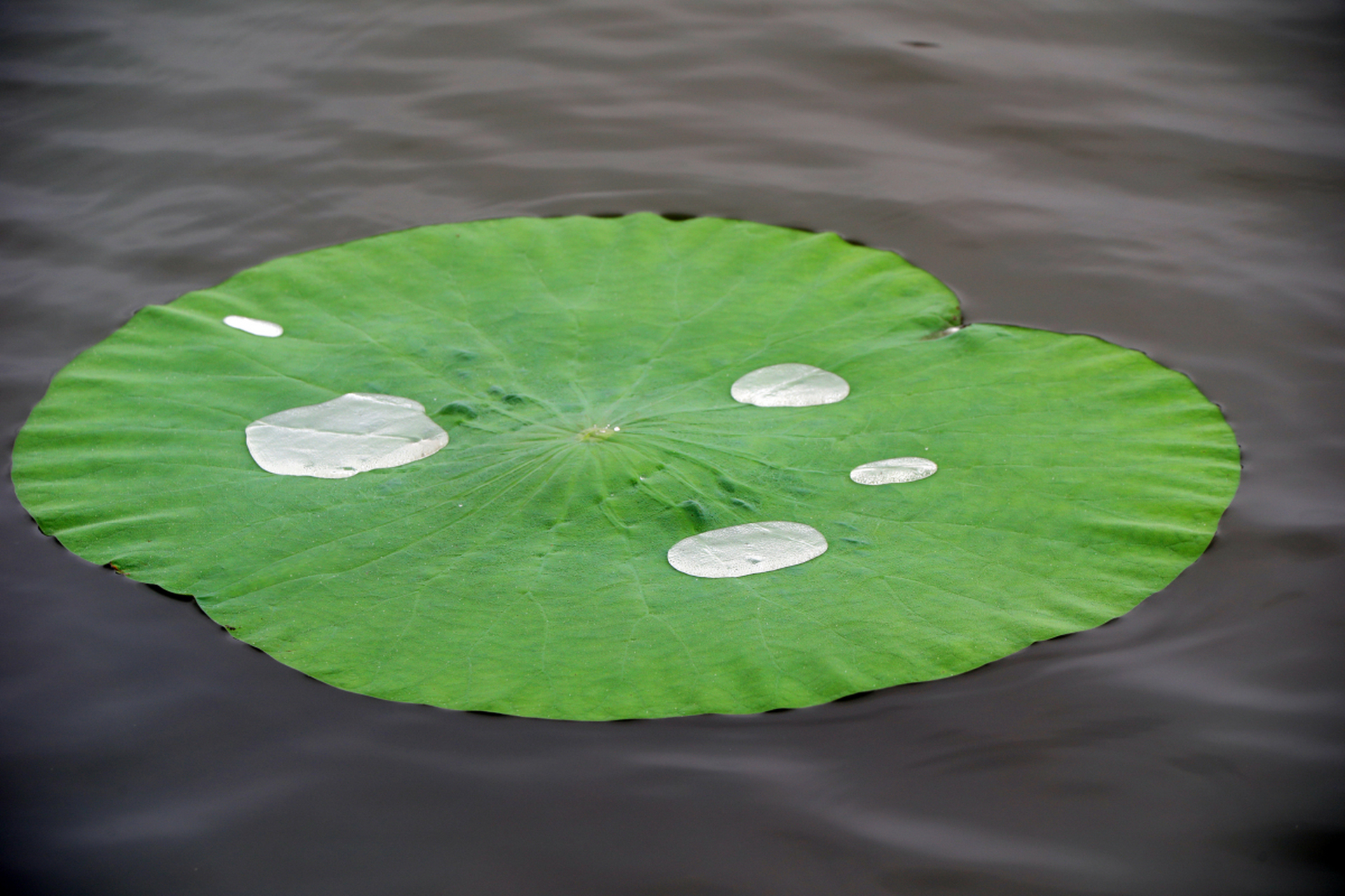 荷叶是睡莲科莲属植物,具有丰富的食用,药用,生态和文化价值.