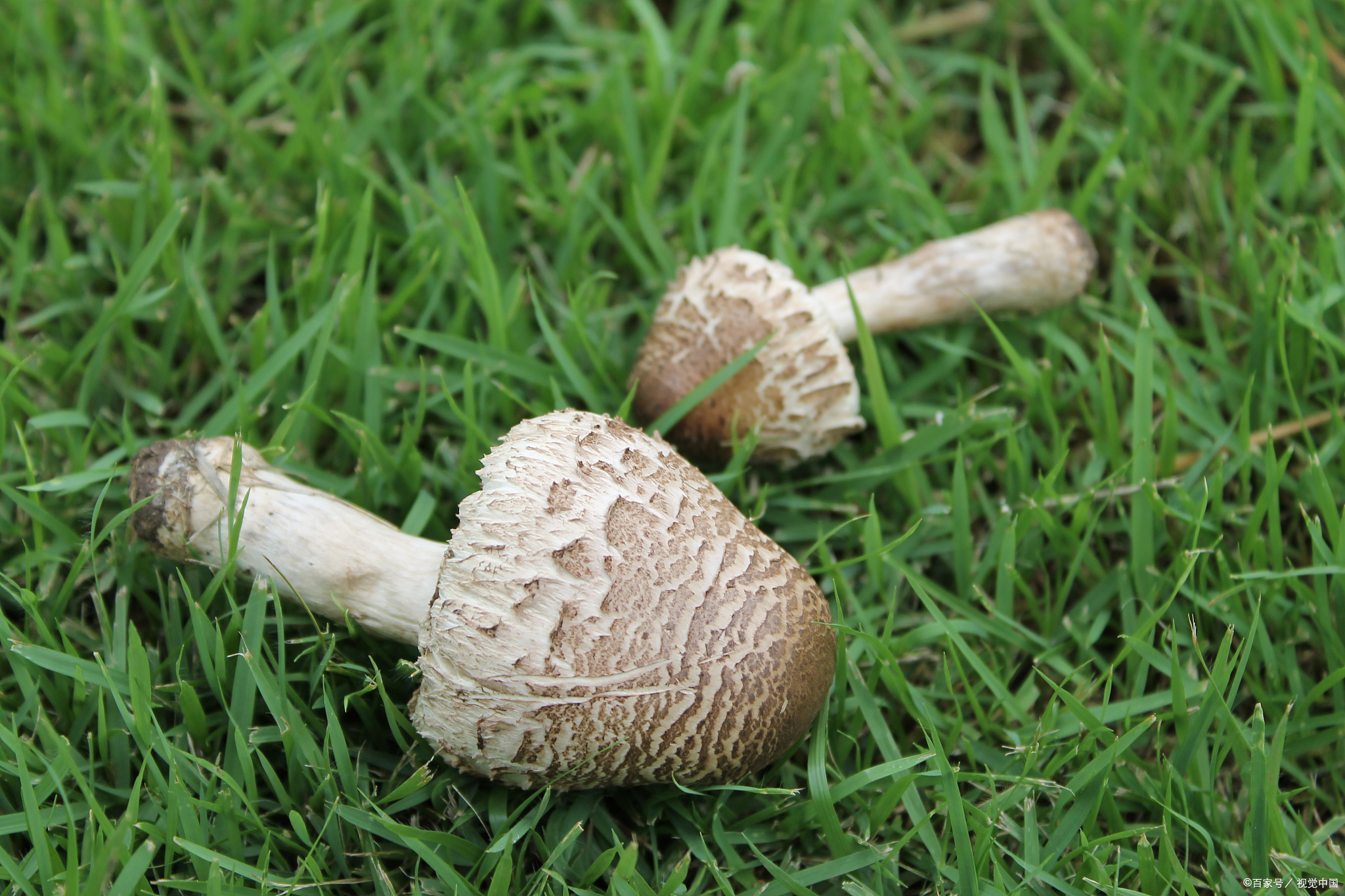 草蘑菇怎样做好吃