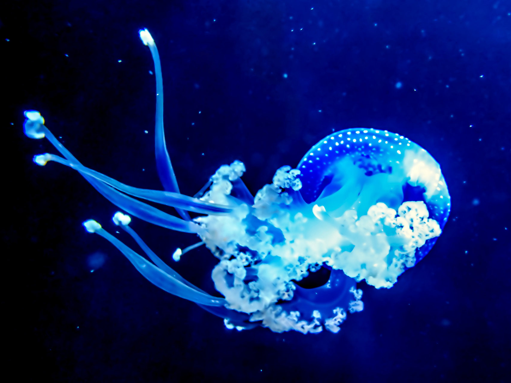 最近,加州"蒙特利湾水族馆"推出了一款特别的"管水母合集".