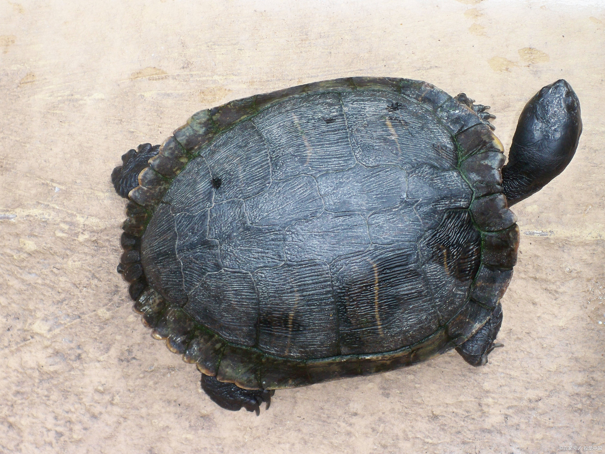 黑颈龟为什么一点都不活跃