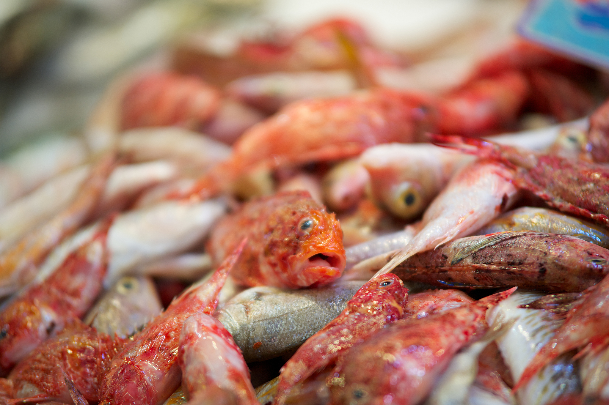 冬季是享受鱼虾美食的绝佳时节.