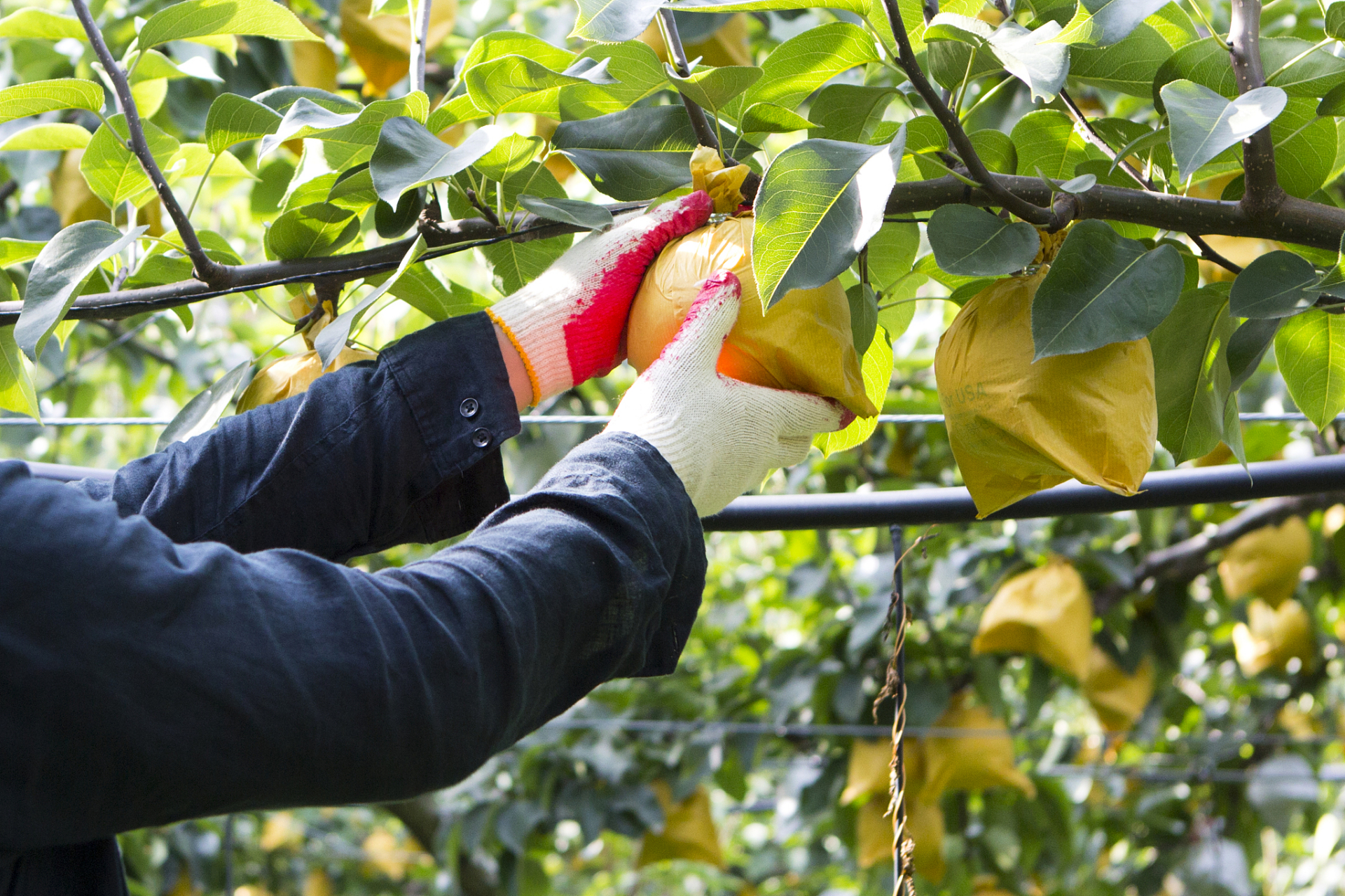 鲜食品种套袋可使果面洁净,色泽艳,茸毛少而短嫩,果肉鲜嫩细腻;油桃