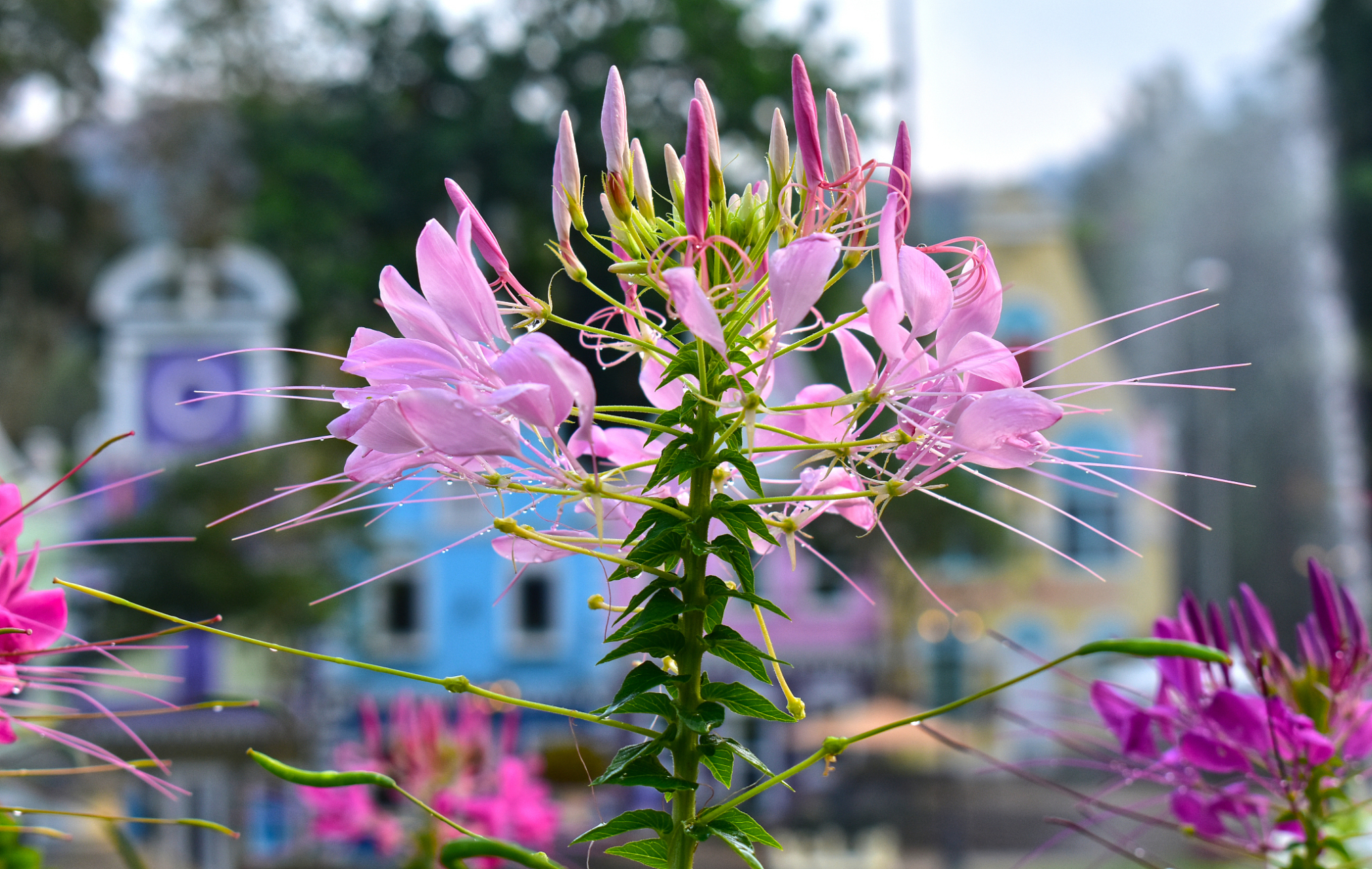 尽管花期短暂,但它的美丽和吸引力使它成为花园中的明星,深受人们喜爱