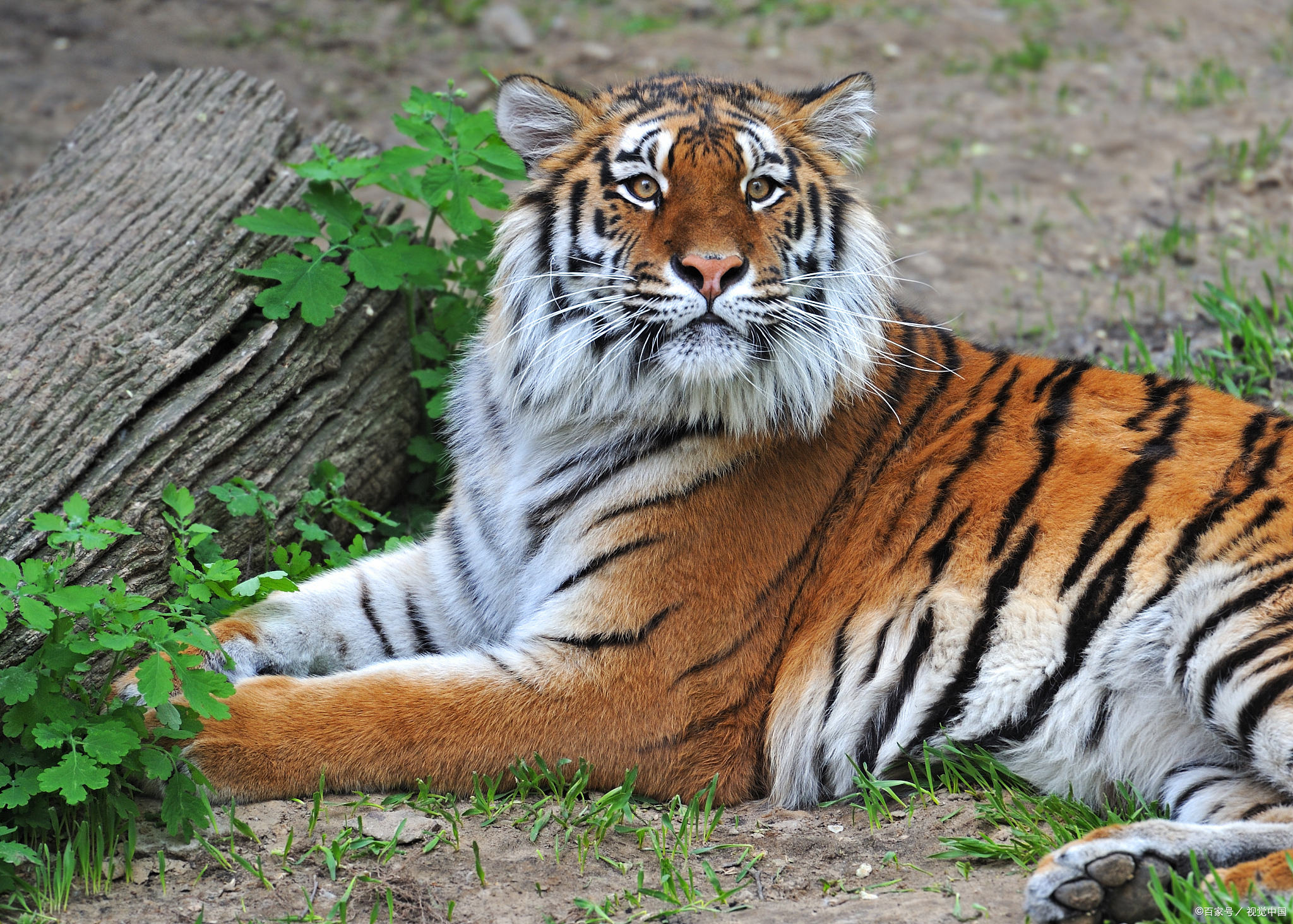 全球五大珍稀野生动物