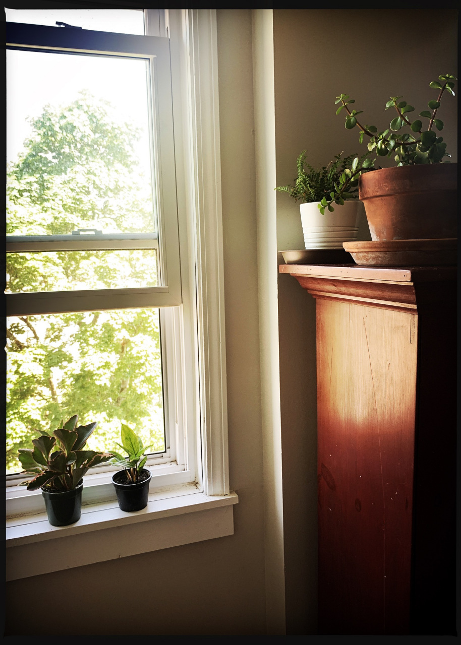 窗台是室内能接触到阳光最多的地方,最适合植物进行光合作用了,所以在