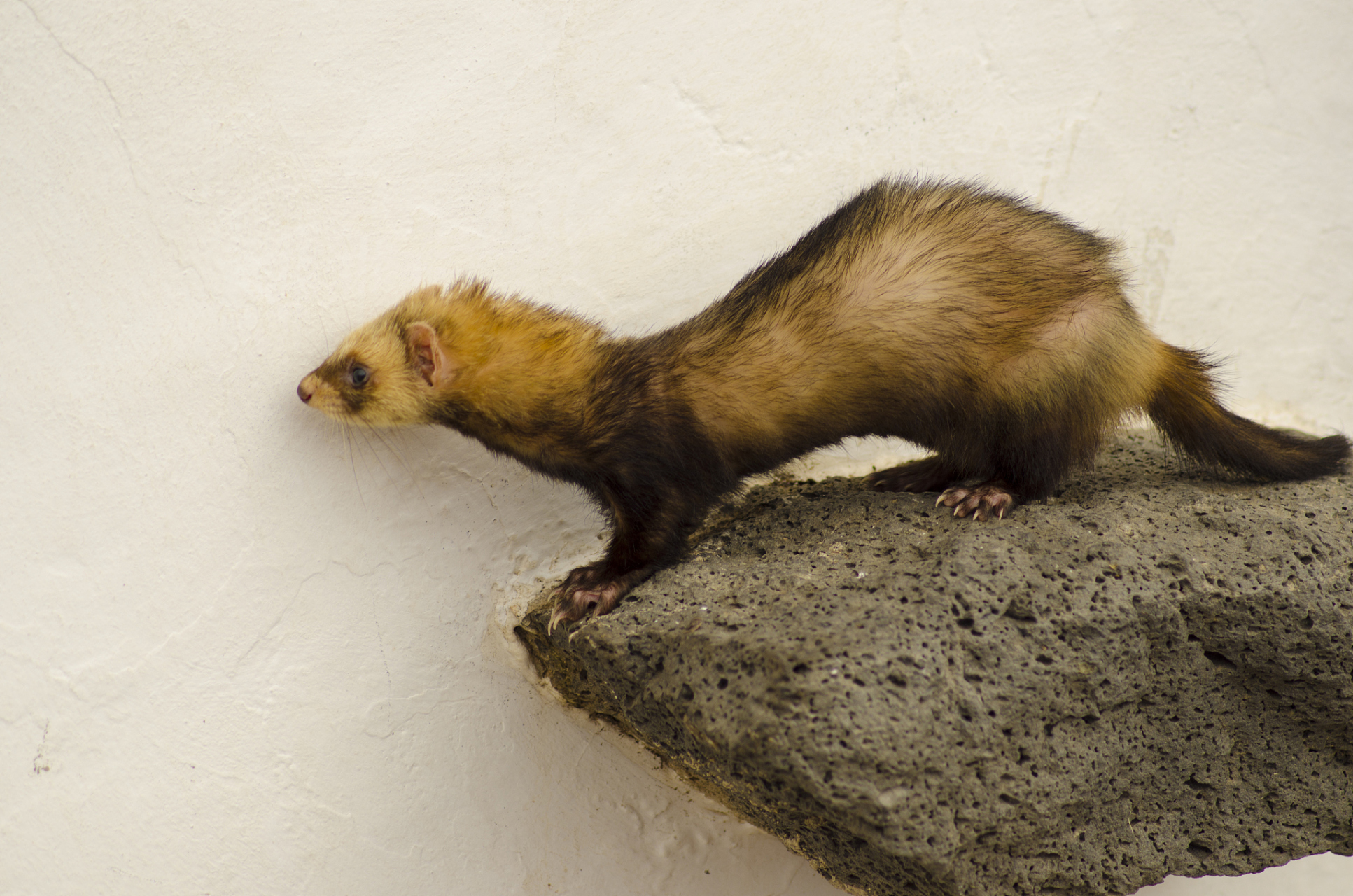 黄鼠狼偷吃鸡是农民养殖家禽时可能面临的问题之一.