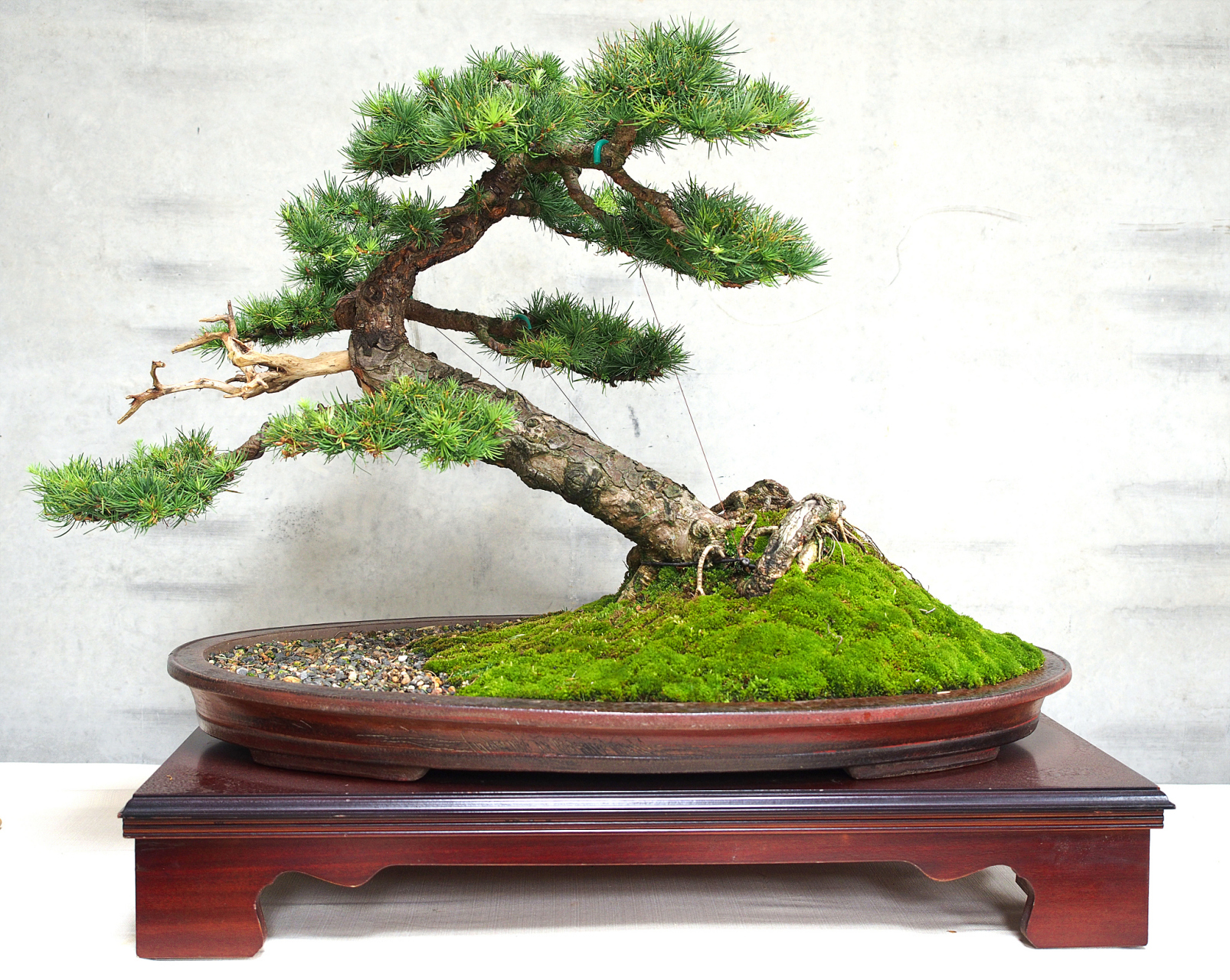 养桩盆景是一种将树桩种植在盆中,通过管理让其茁壮成长的方式.2.