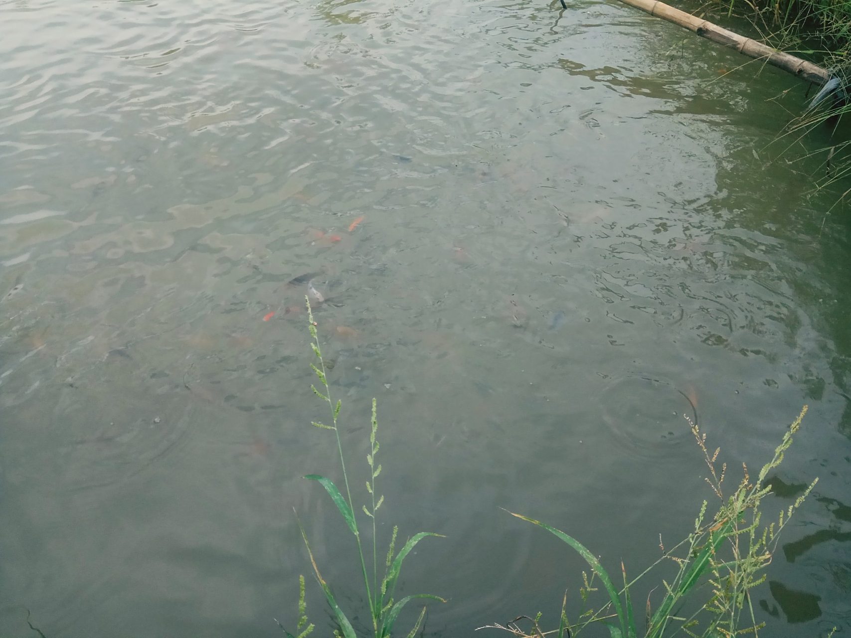 在选择消毒杀菌药物时,需考虑其效果,安全性及对水质的影响.