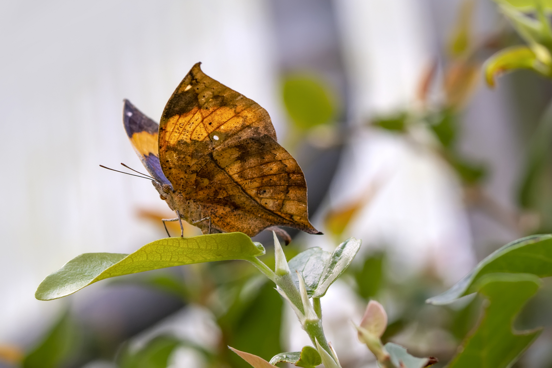 蝴蝶拥有拟态伪装技能,通过模仿枯叶的形状,颜色和纹理,来融入周围