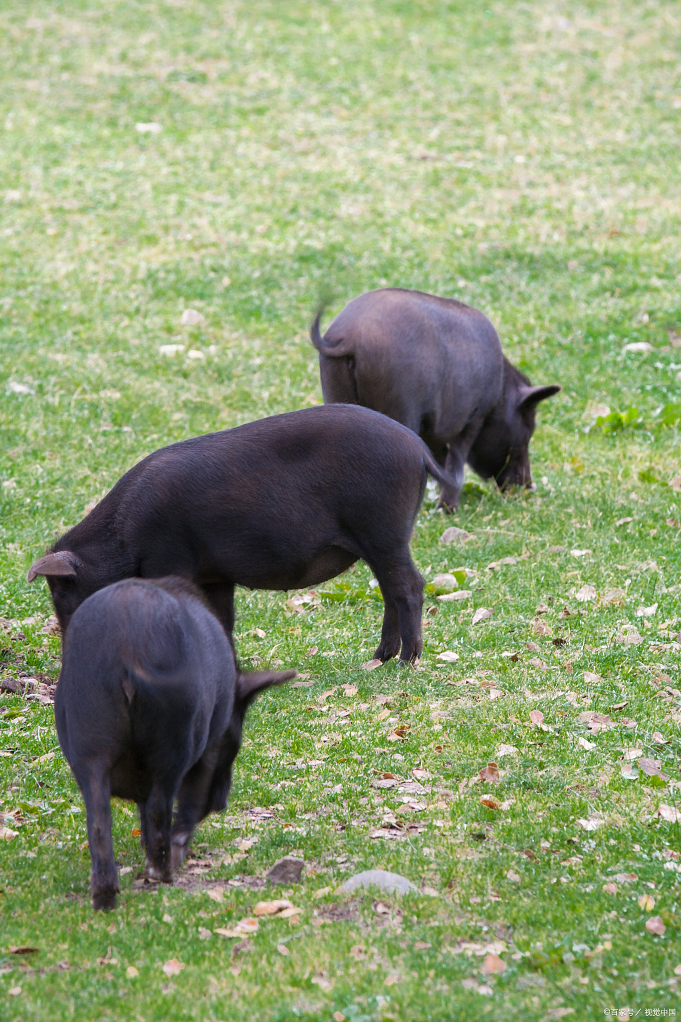 黑金刚猪:美国黑猪中的"肌肉猛男",你了解多少?