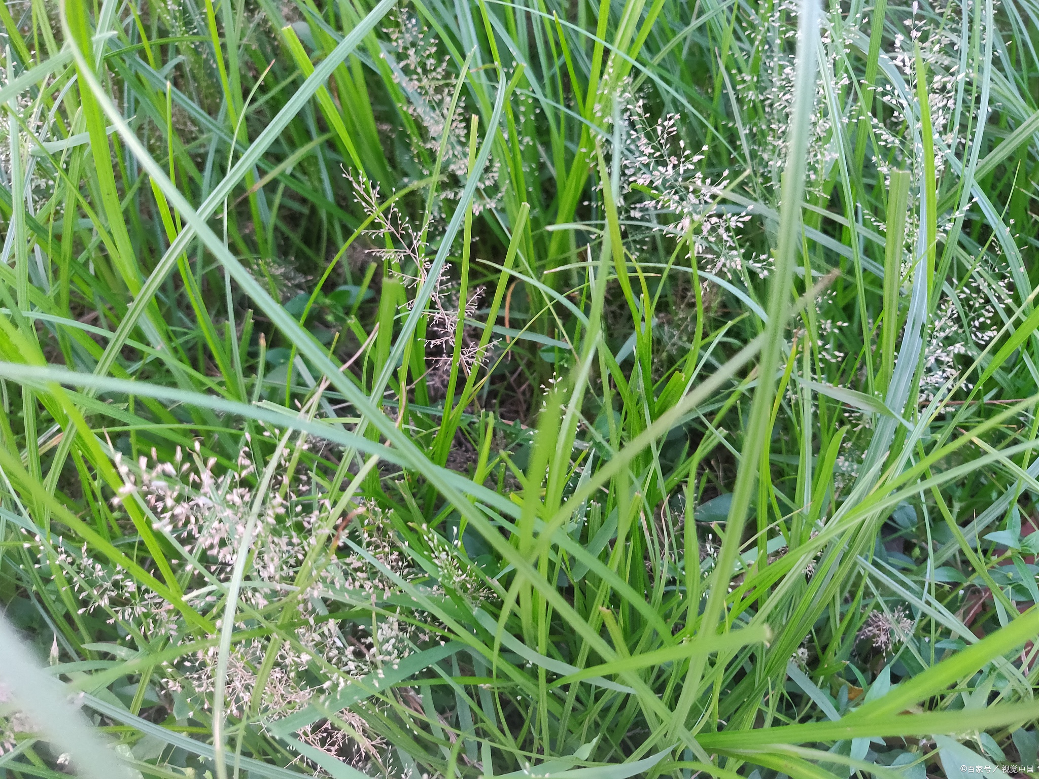 谷精草功效与作用：提高免疫力，抗疲劳，降血压，你知道食用方法吗？