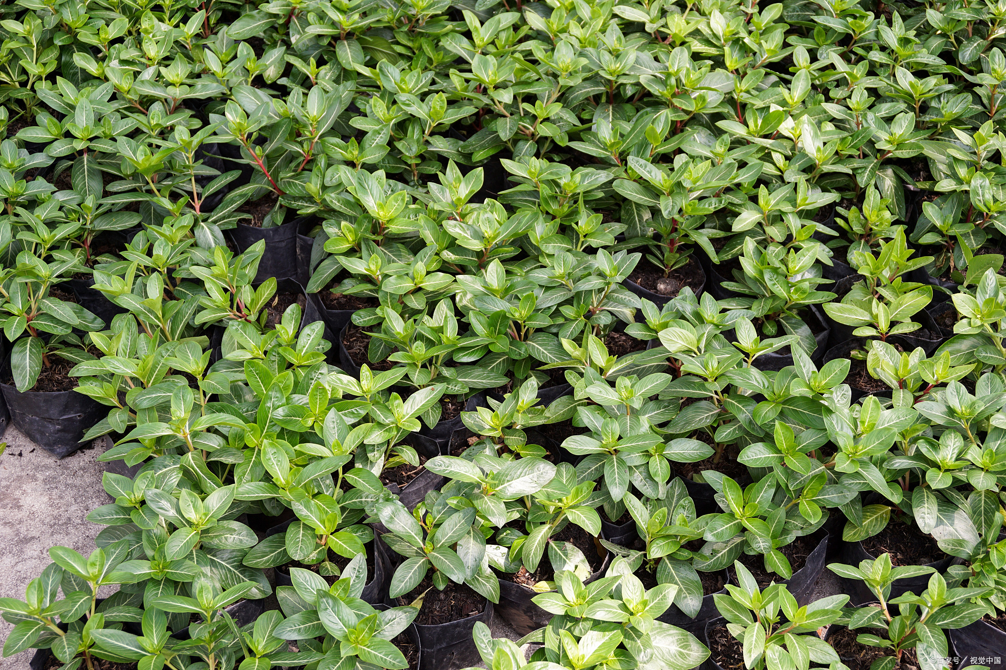 婆婆指甲菜:自然的恩赐,传统的味道