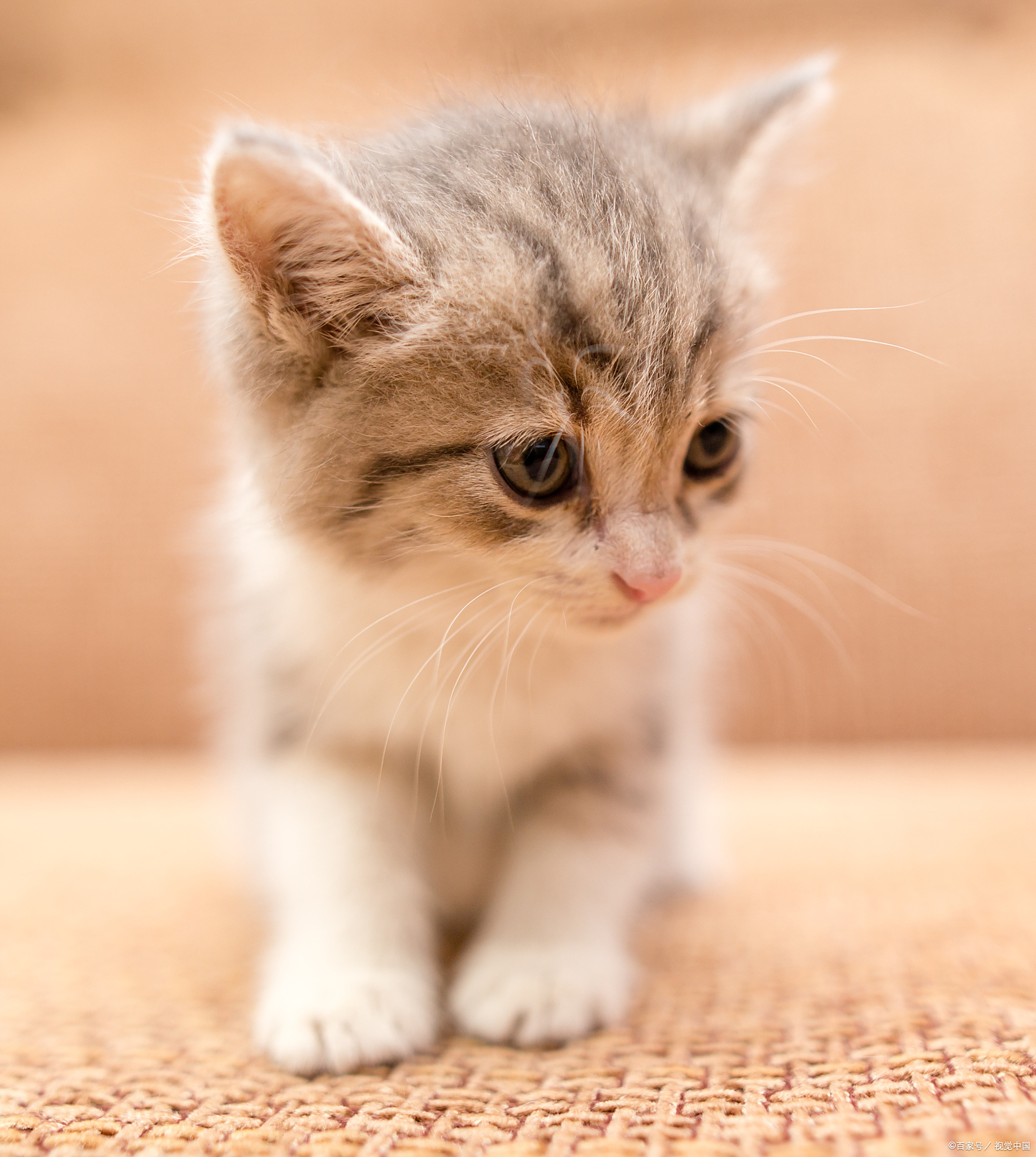 猫疫苗接种是保障猫咪健康的重要措施,可以有效预防猫咪感染病毒,减少