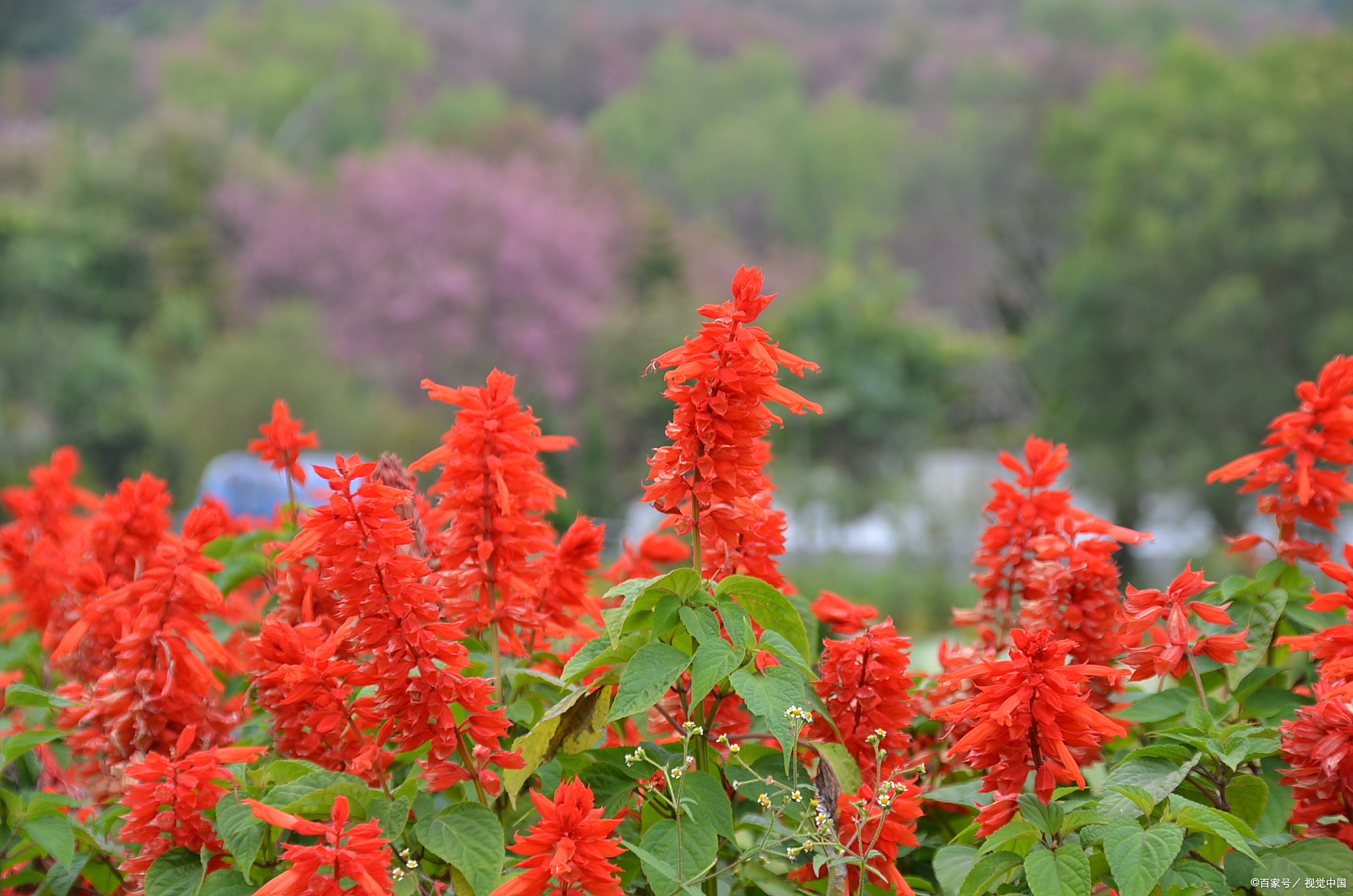 好好养护,一串红花朵色彩变幻莫测