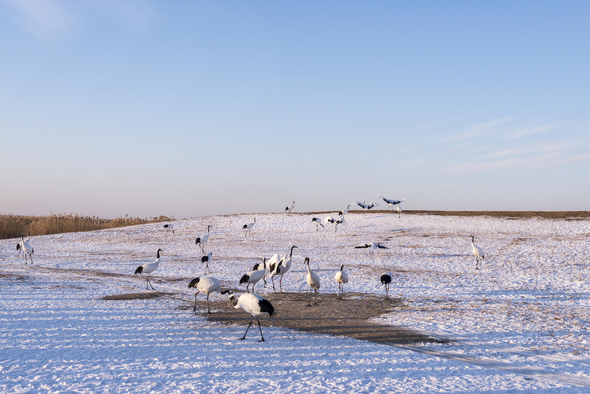 镜头里的春天# 沈阳法库白鹤自然保护区位于中国辽宁省沈阳市法库舷 