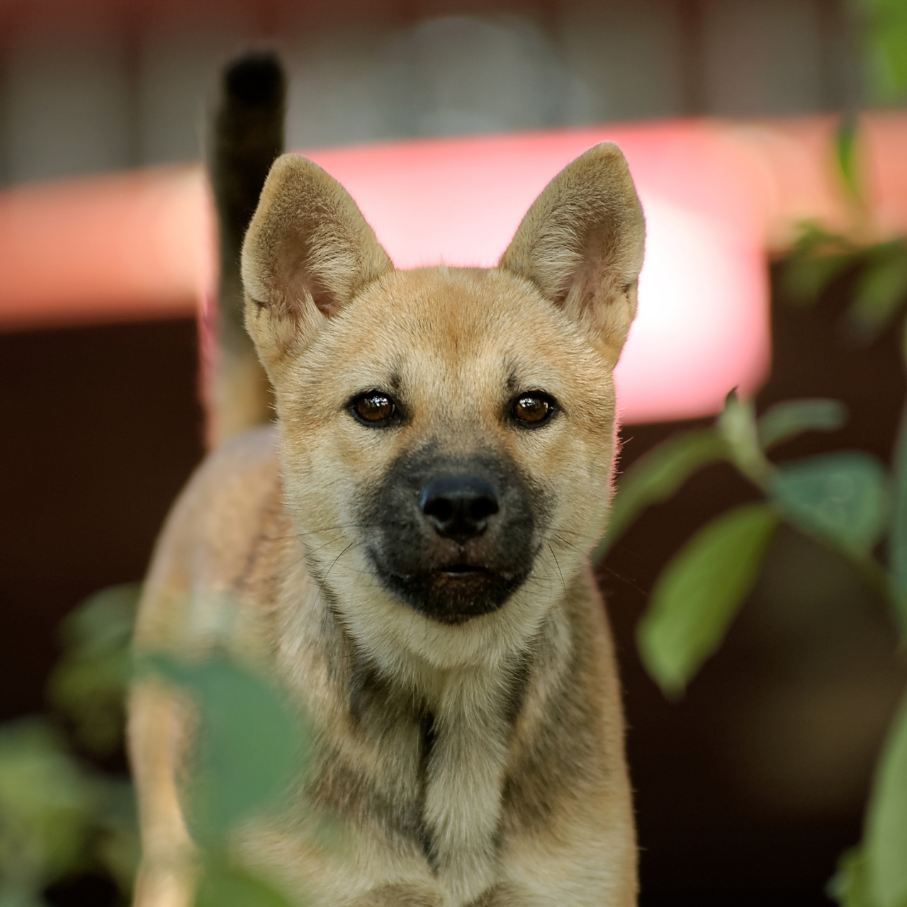 九月动态激励计划#  q:我家养的狗狗是中华田园犬,最近它的毛变得