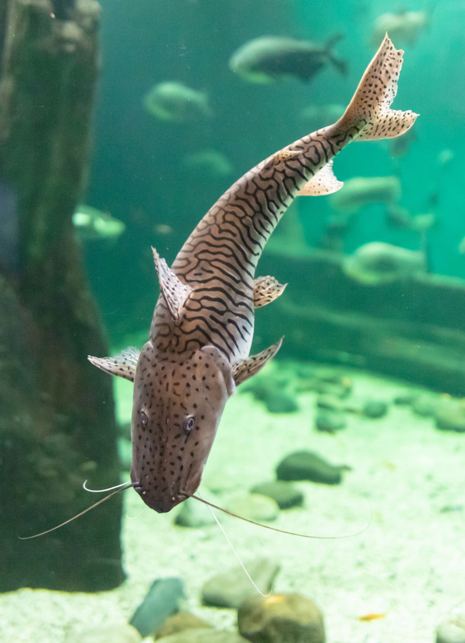 [原文:鲶鱼须为何备受初中女生追.