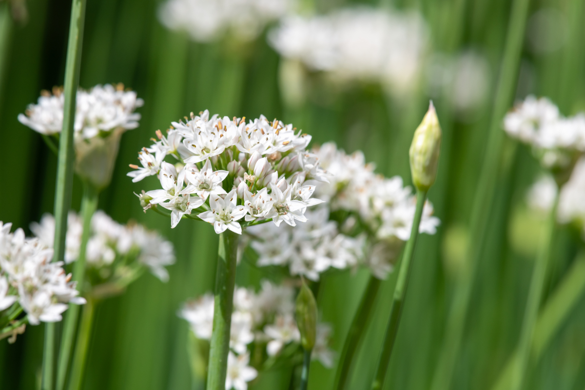 韭菜花盛宴,带你领略韭菜花的魅力.