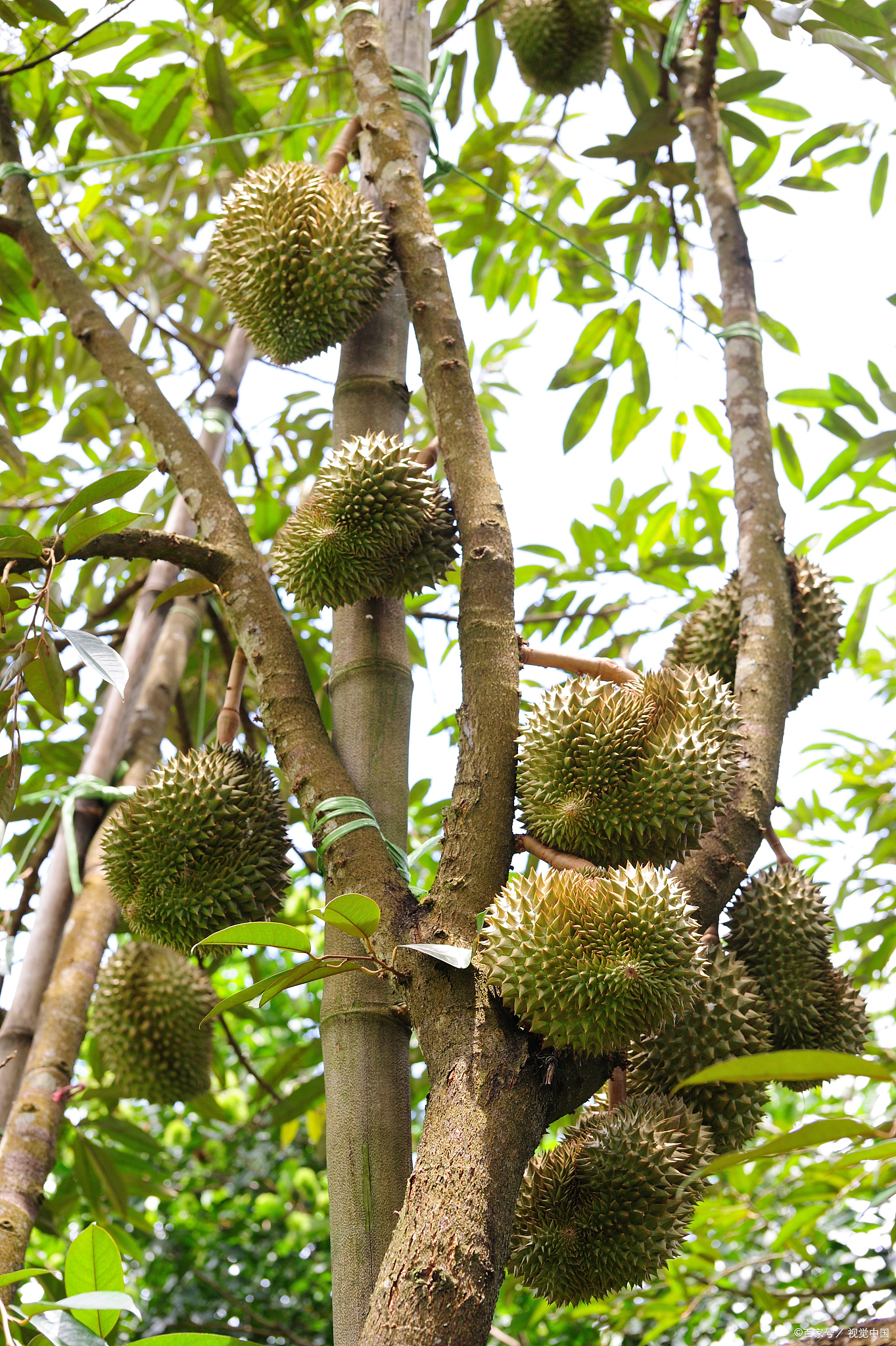 榴莲之果不易得!树美花娇需呵护,温度土壤影响大,多年方有收获