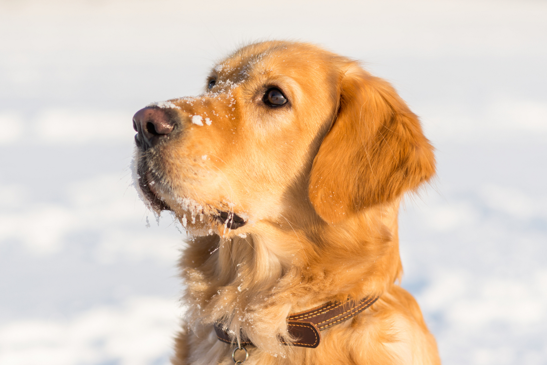 金毛的性格怎么样? 金毛犬是友善,忠诚和聪明的家犬品种.