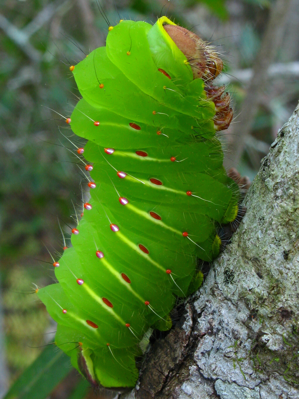 蚕卵是由蚕蛾科蚕蛾属的家蚕所产,呈现出灰绿色或黄色的椭圆形颗粒状.
