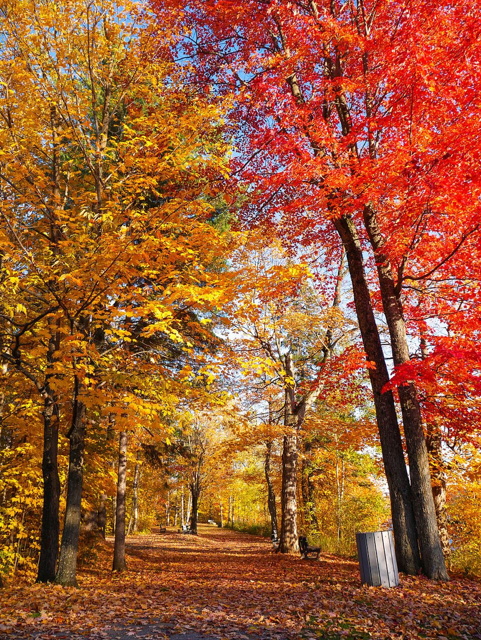 秋日醉意浓枫叶红满天#  今天是立秋节气,秋色将近,秋意渐浓!
