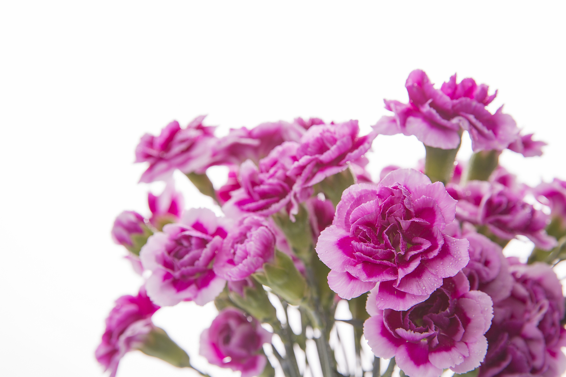 紫精灵康乃馨的花语和象征意义十分丰富.