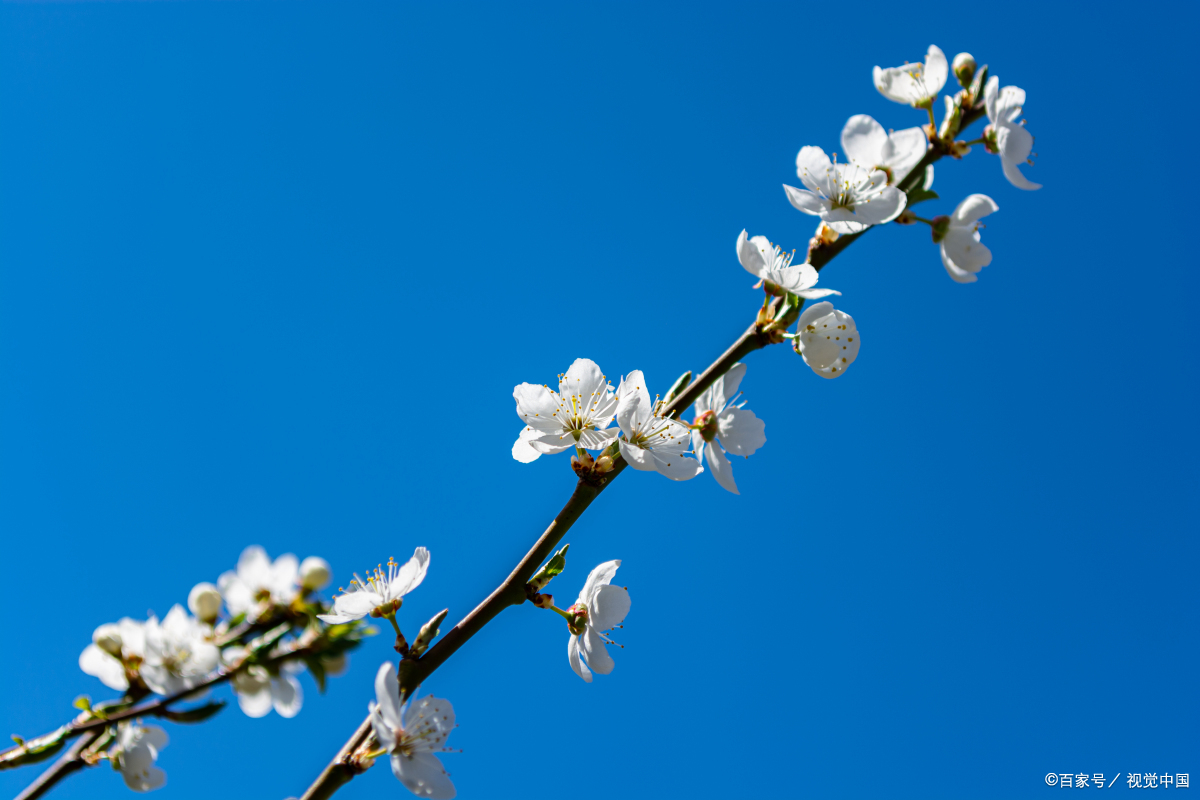 25次参加科举,46年流浪长安,他贬官时却因为一枝红杏记在历史