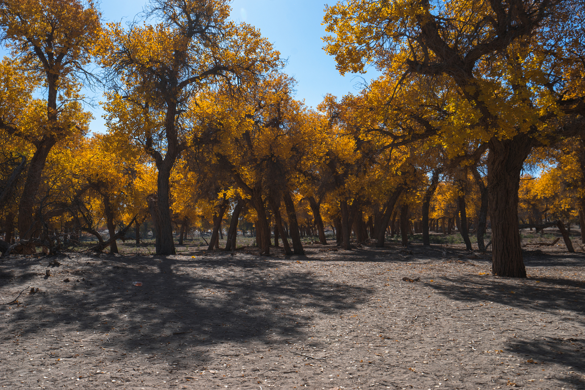 哇塞,你可别小看了泽普金胡杨国家森林公园!