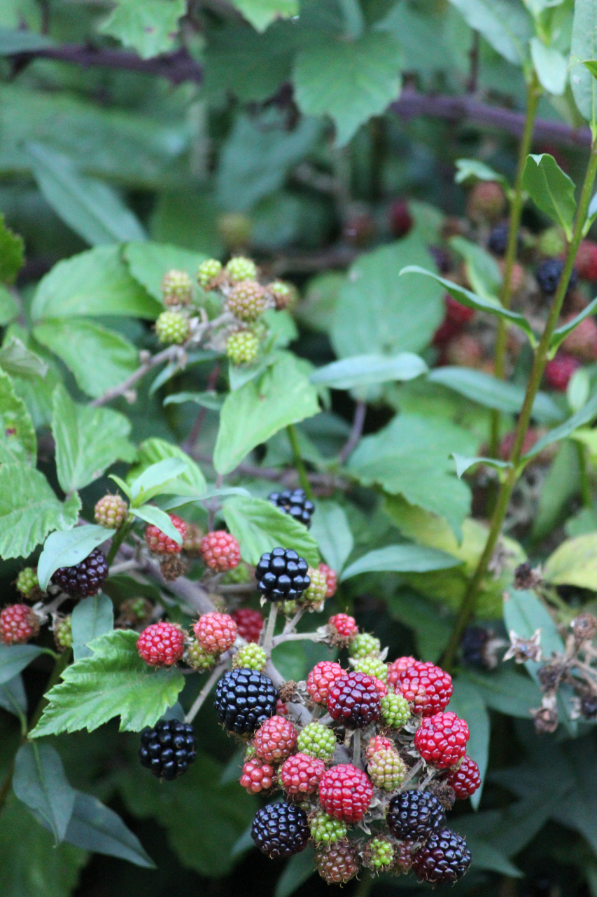 黄果悬钩子,又名黄莓子,莓子刺.半灌木状多年生草本.