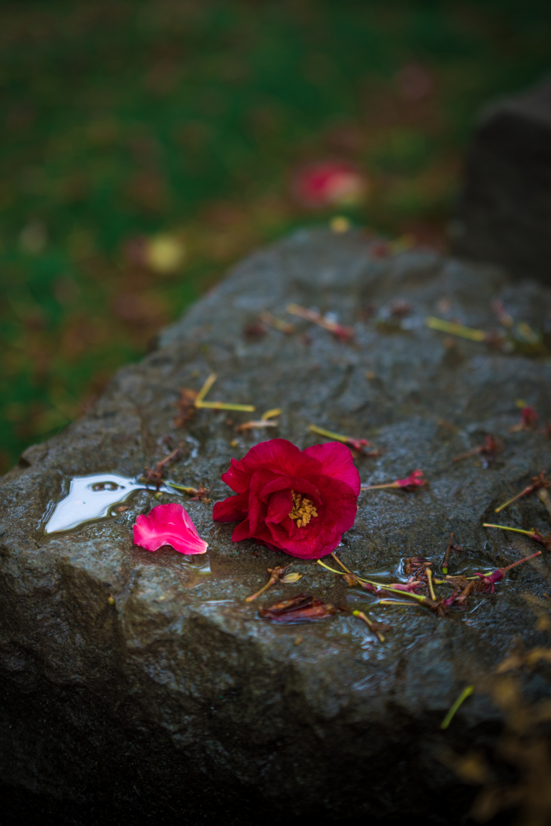 自省 悦纳 大爱——做一个拥有教育情怀的教师