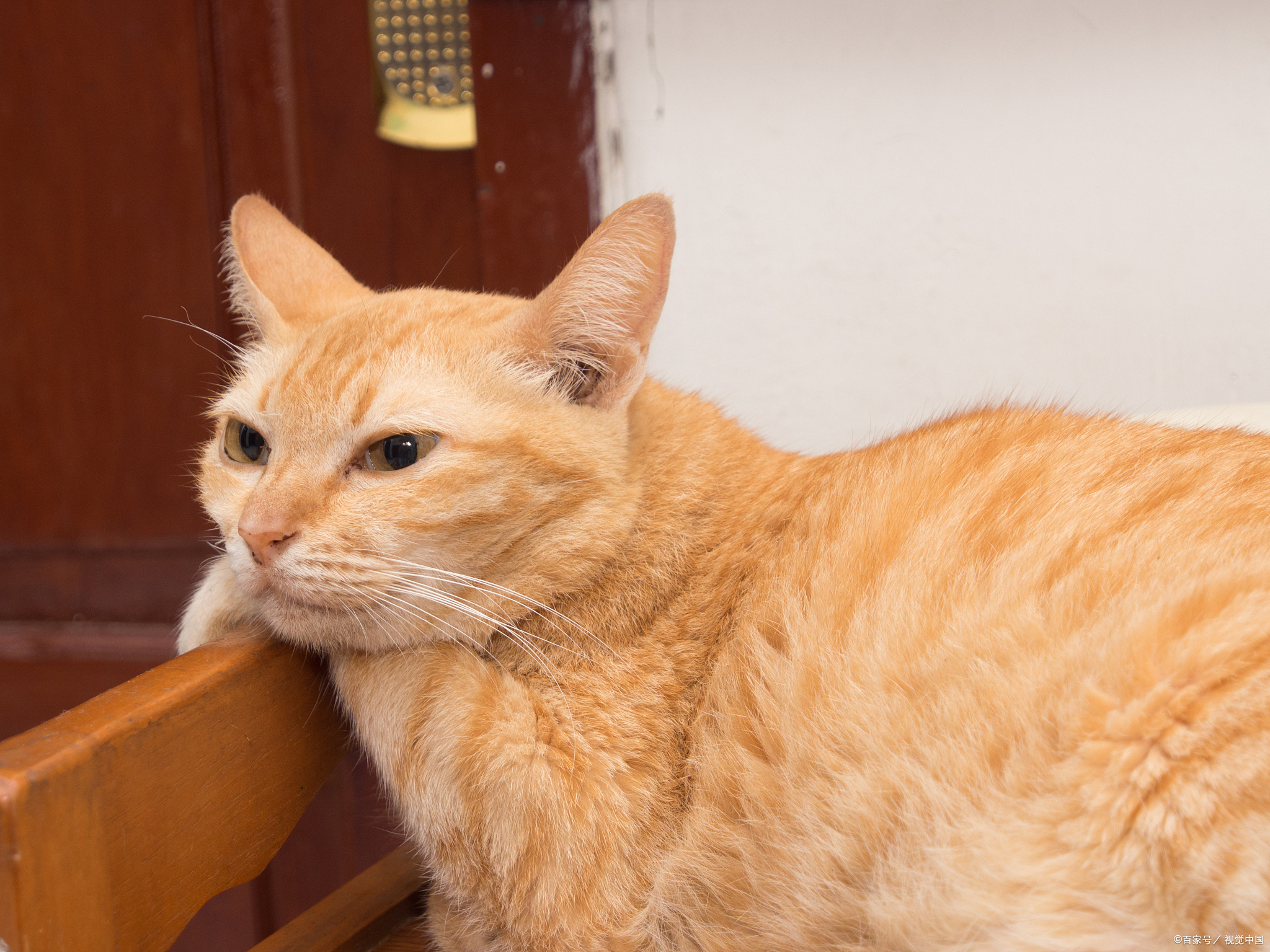 橘猫是家猫常见的一种毛色,也叫橘子猫,那橘猫公猫多还是母猫多