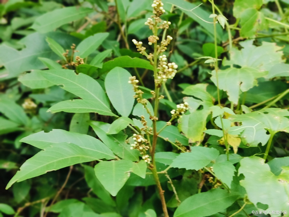 肿节风这种中药材你可能不熟悉,但它其实是中医