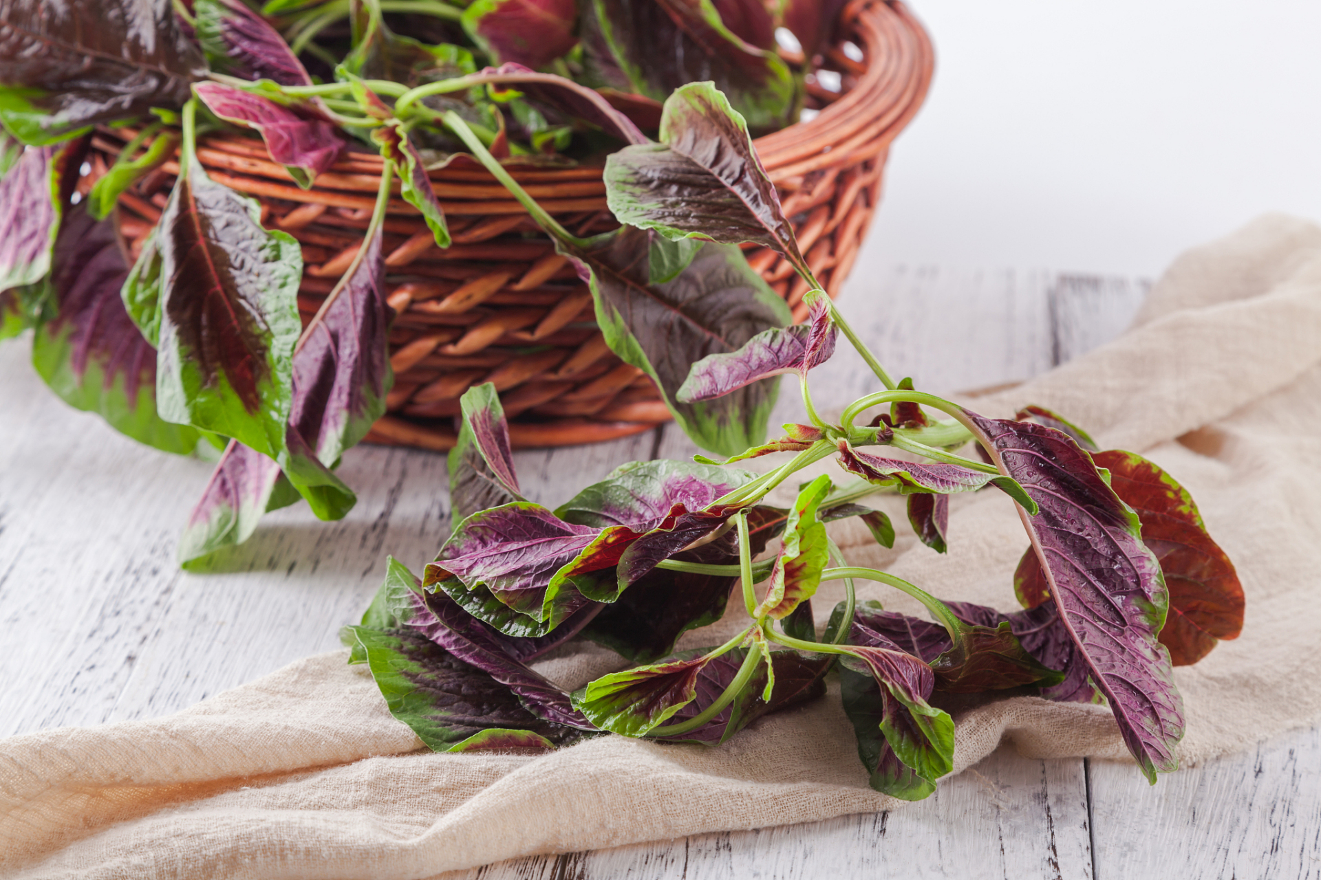 红苋菜一种神奇的的蔬菜,老一辈总说要多吃的红苋菜到底有什么好处呢?