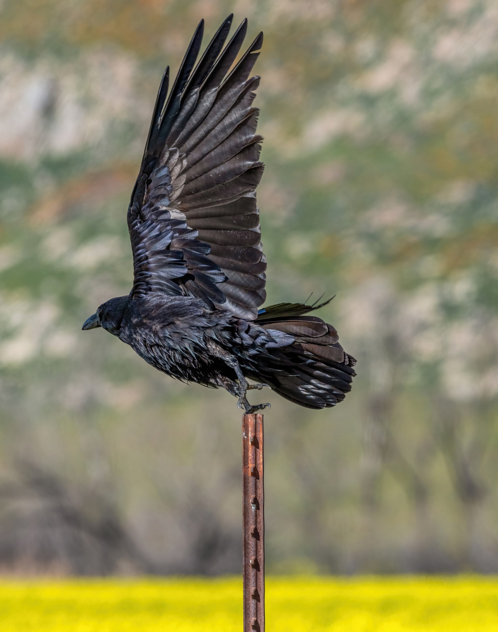 蒙古裸腹溞,这个名字听起来就像是来自外星的生物,但其实它是一种生活