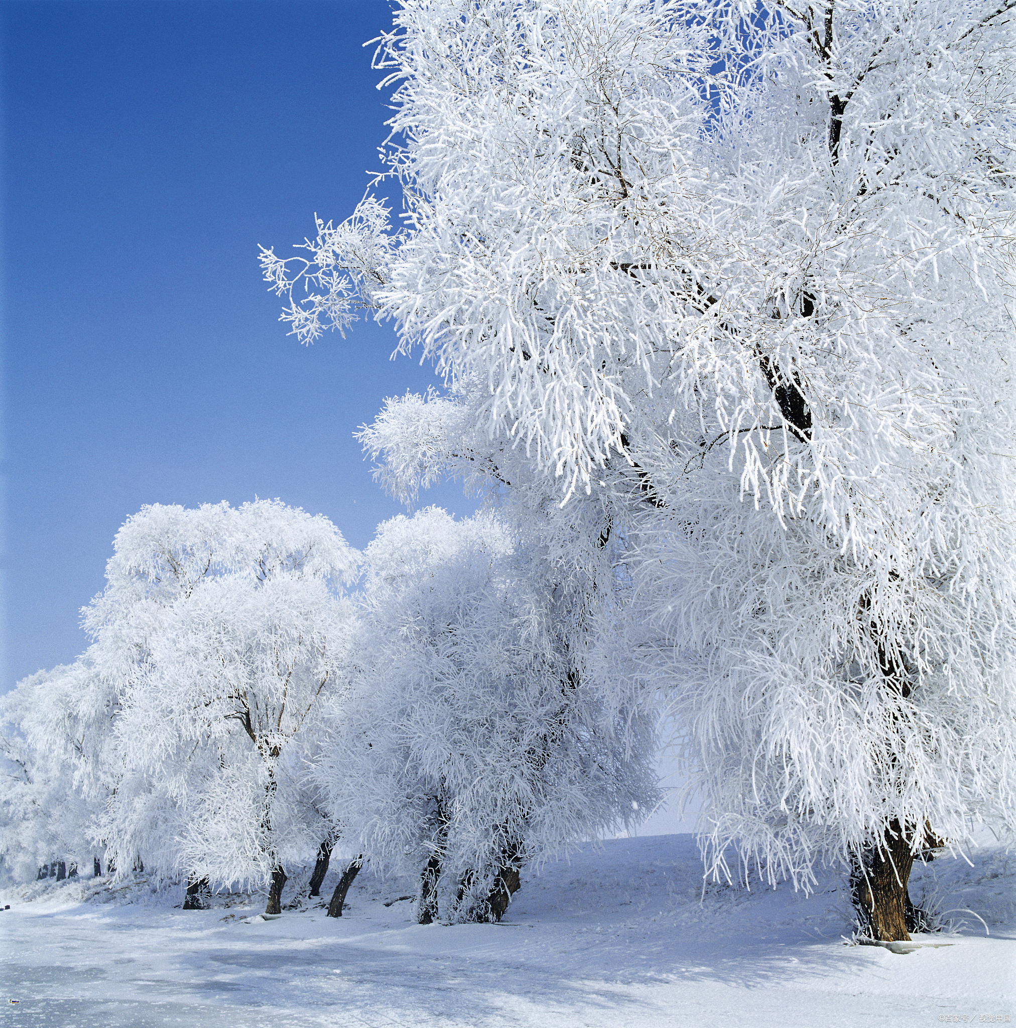 大自然雪景图片大全图片