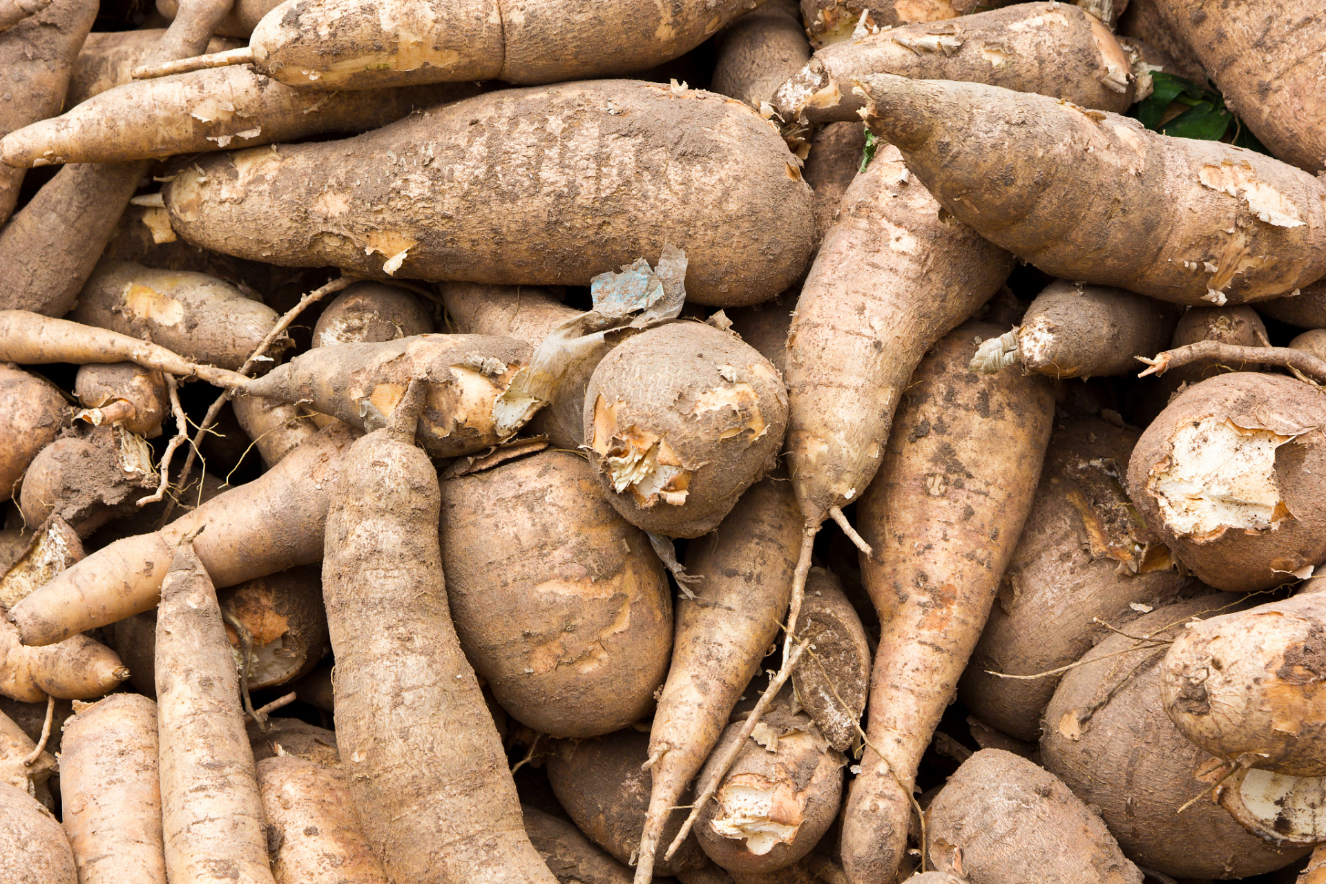 木薯是一种营养丰富的作物,种植并不难.