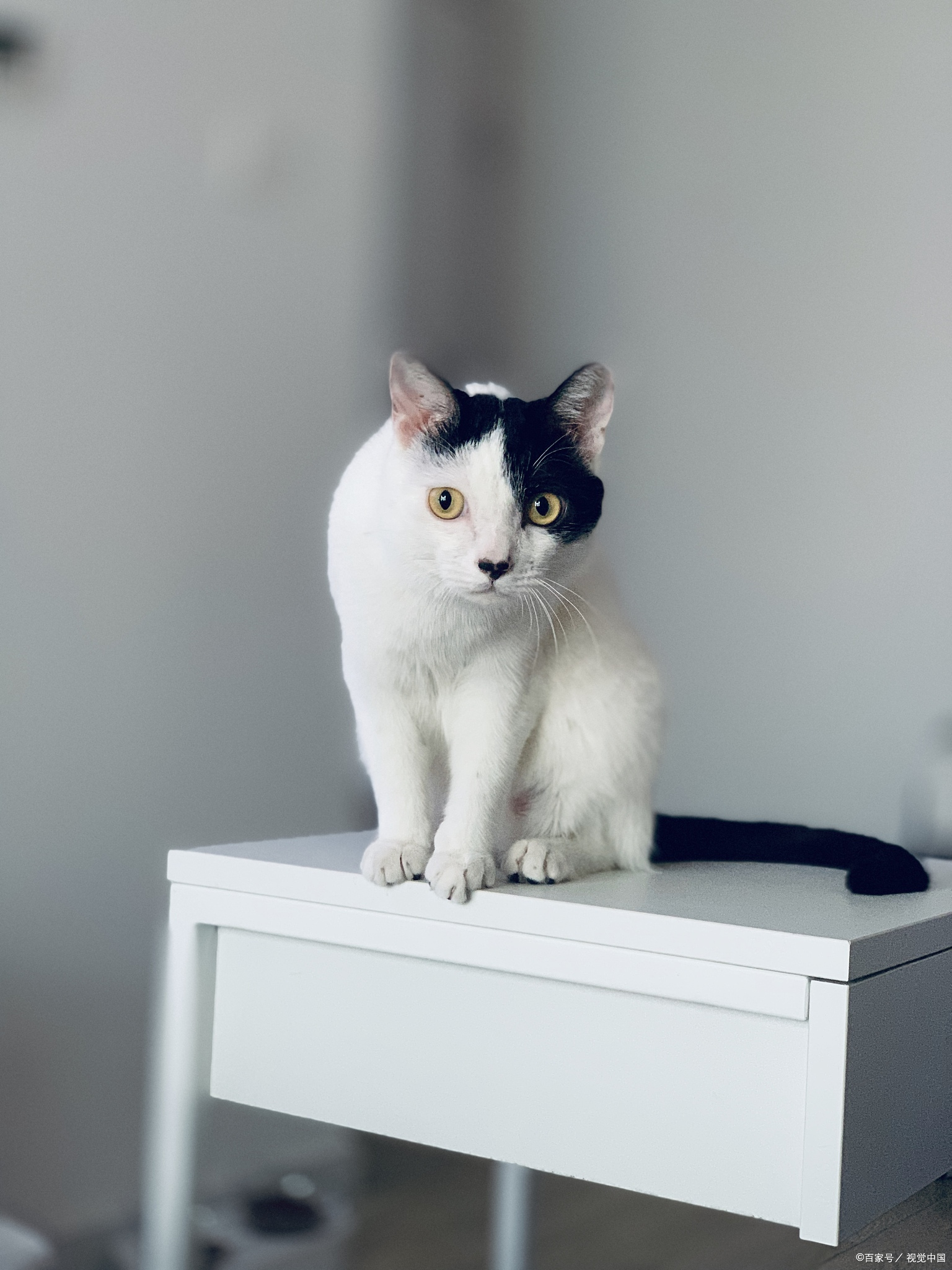 猫绝育后伊丽莎白圈戴几天?绝育后最关键的“保命圈”,你给猫戴对了吗?