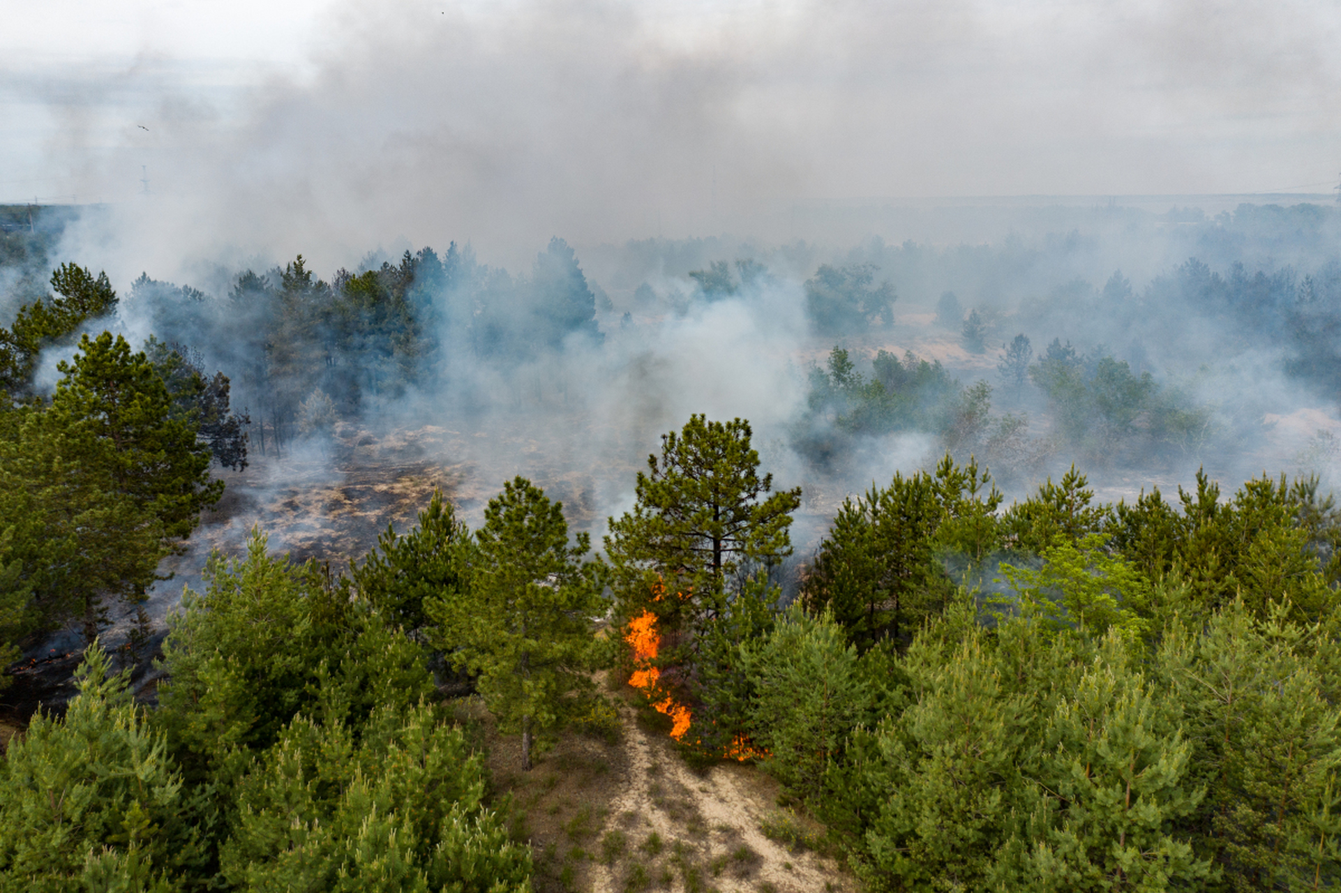火灾#  让我们聊聊2019年澳大利亚的丛林大火,这场灾难给该国带来了