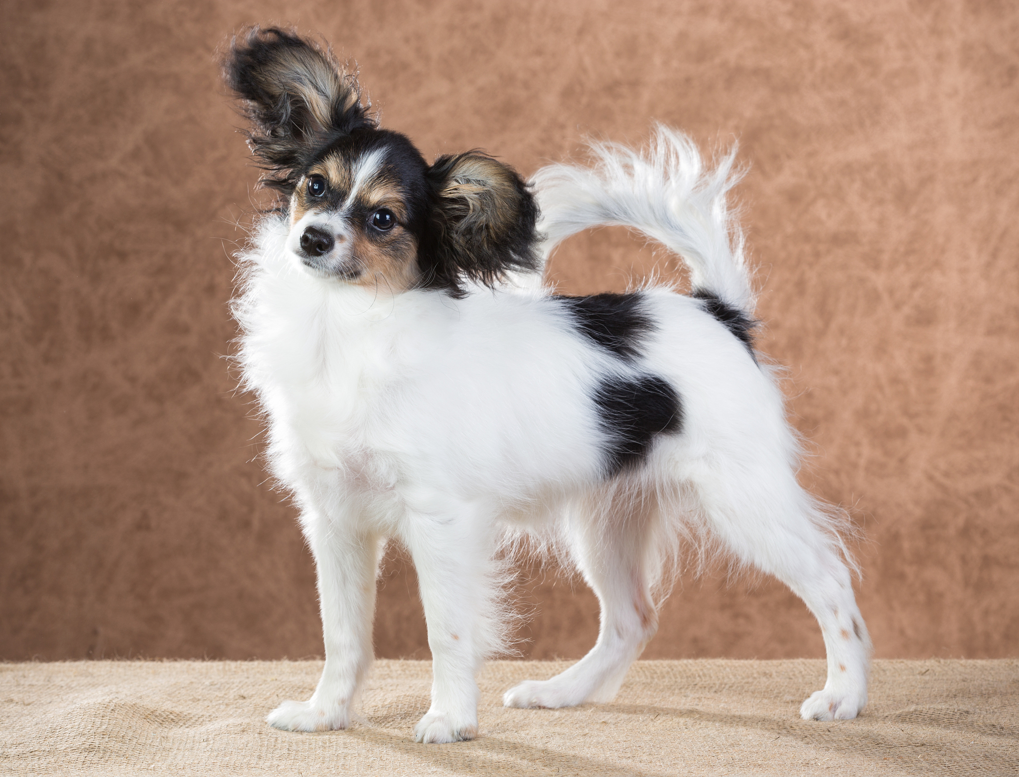 「揭秘蝴蝶犬的价格:品质,健康,训练全解析!」