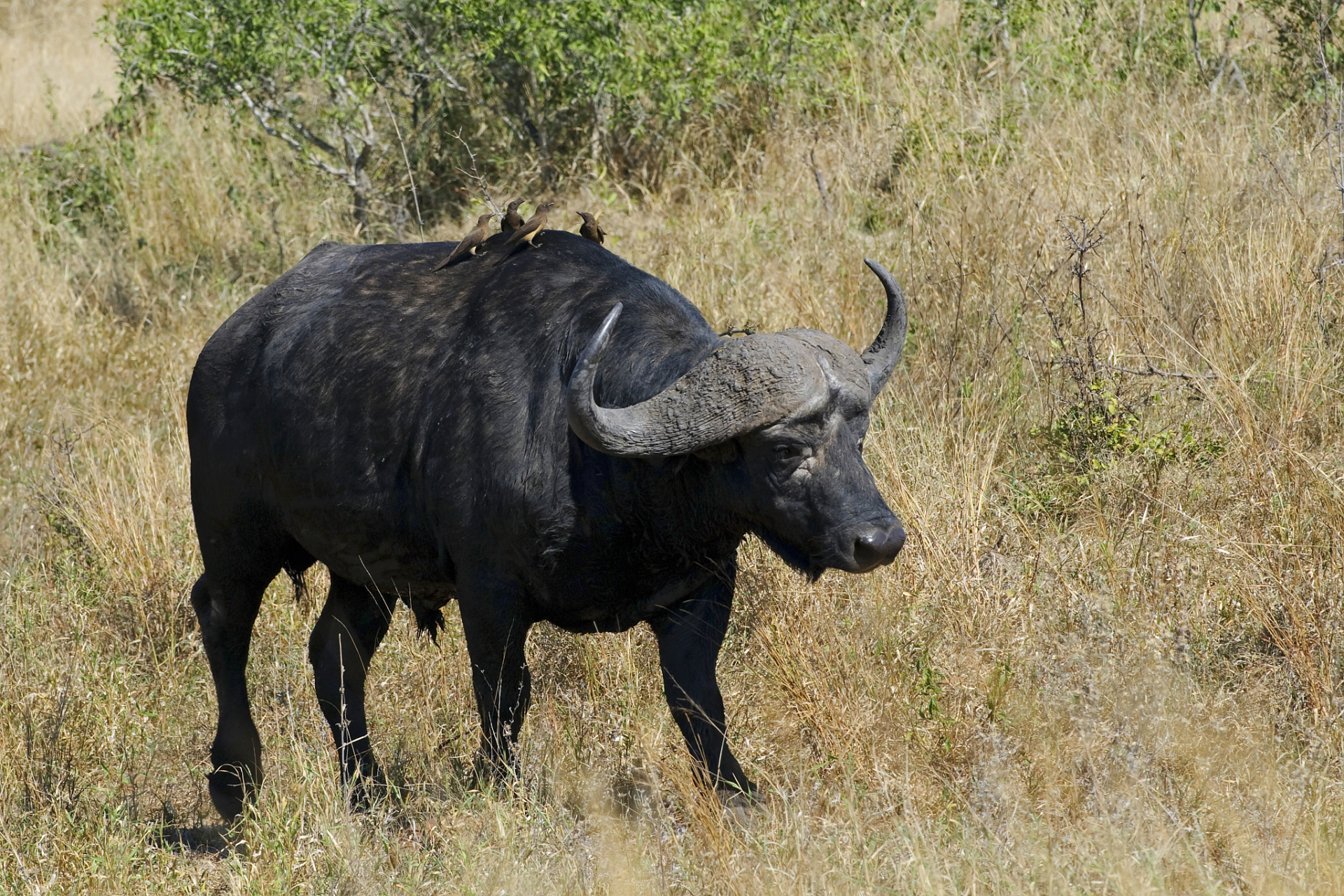 非洲野牛胶囊的功效图片