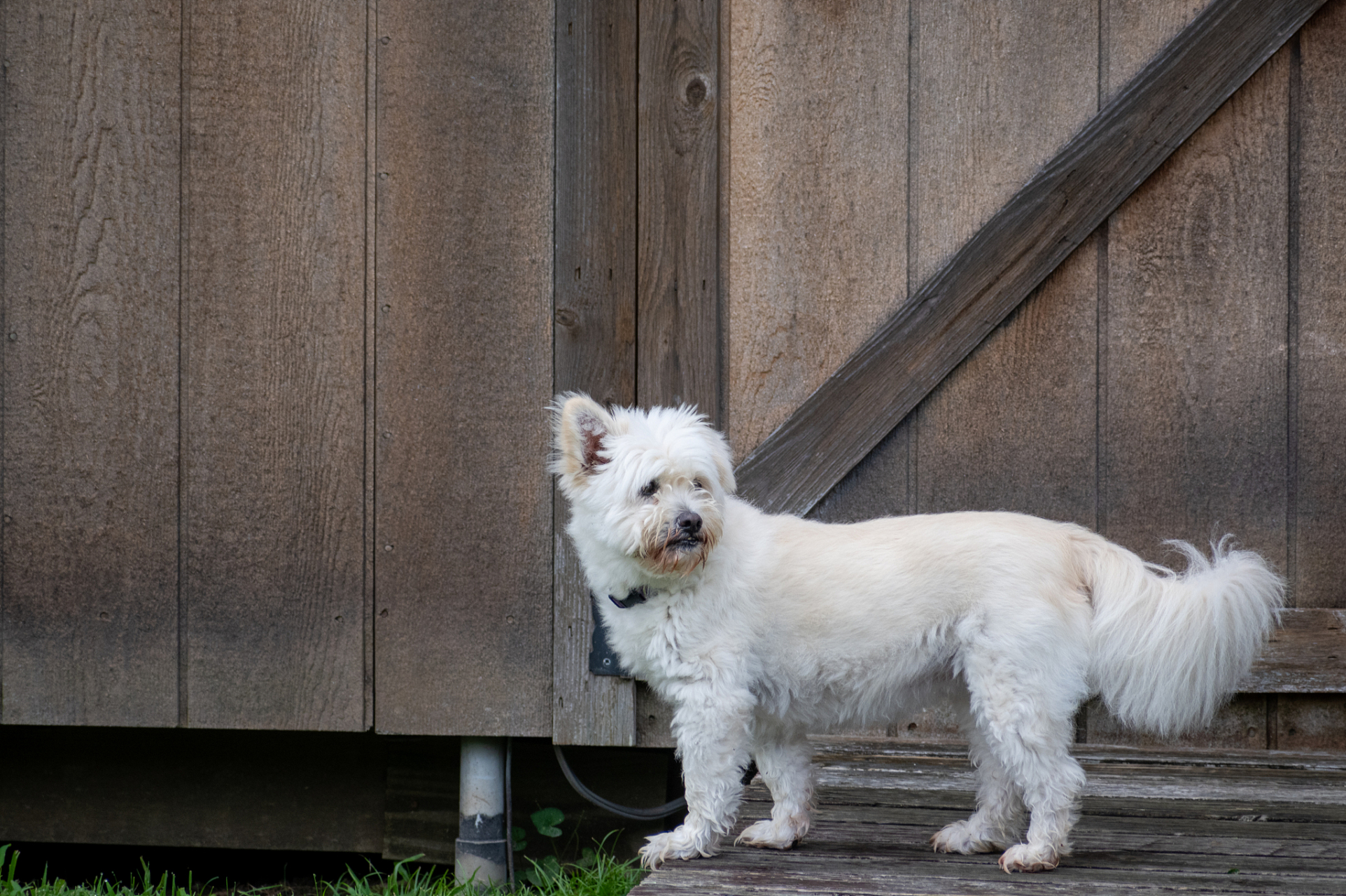 西高地白梗(west highland white terrier),简称"西高",是一种小型犬