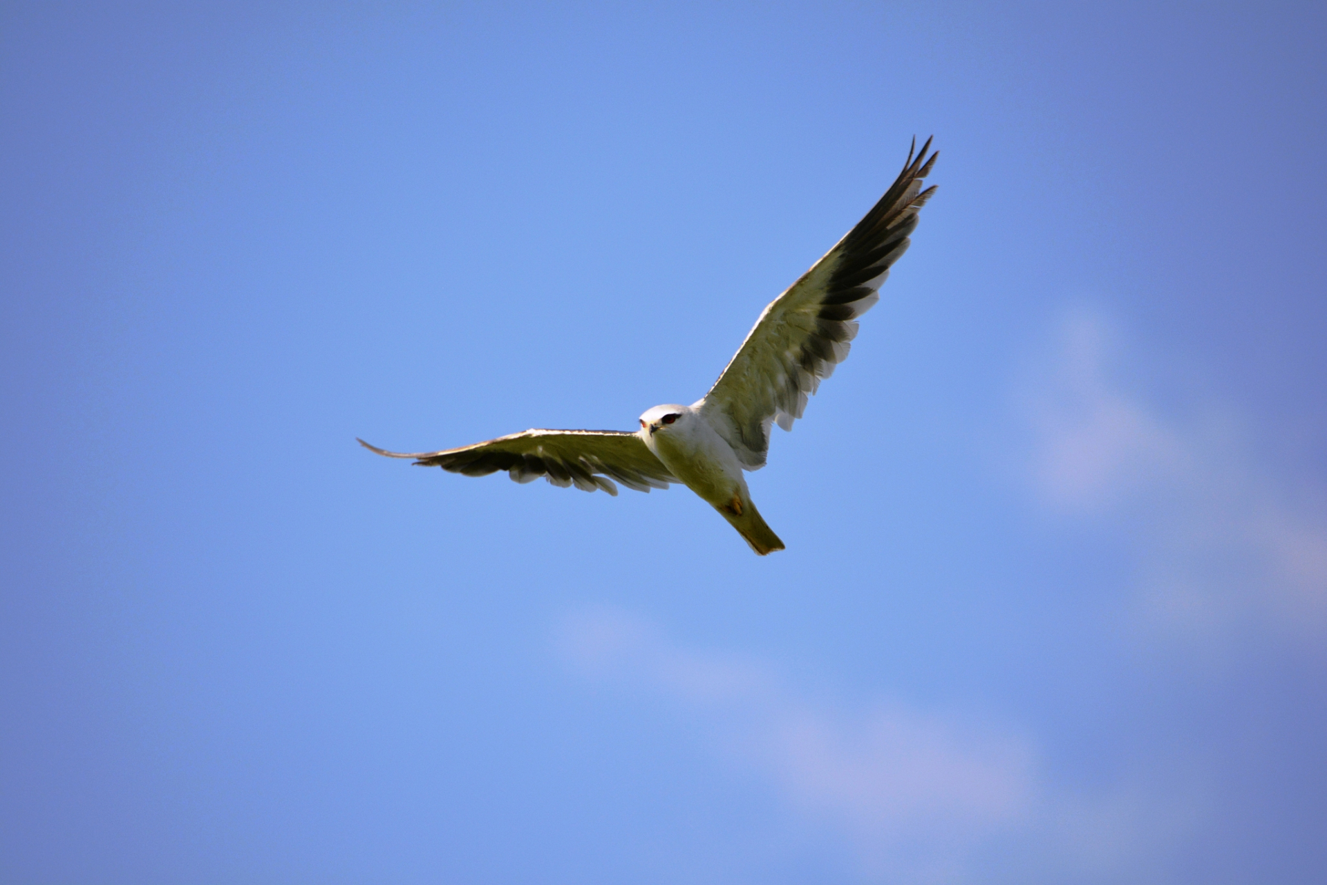 自由的欲望燃起 如同鸟儿盼着飞翔的日子 我对自己说,我不在胆怯 在这