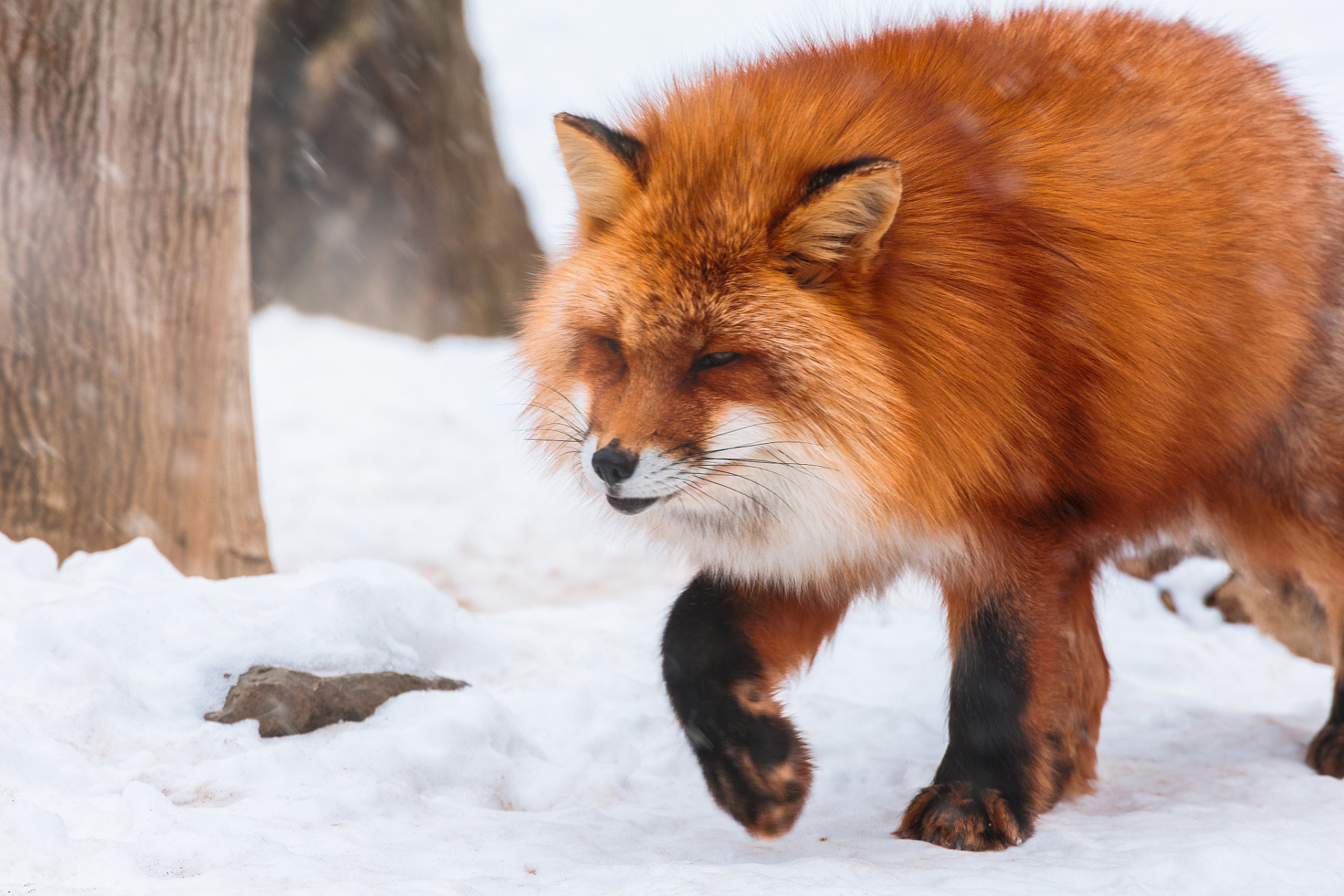 景区网红狐狸雪地死亡事件引起了广泛关注.