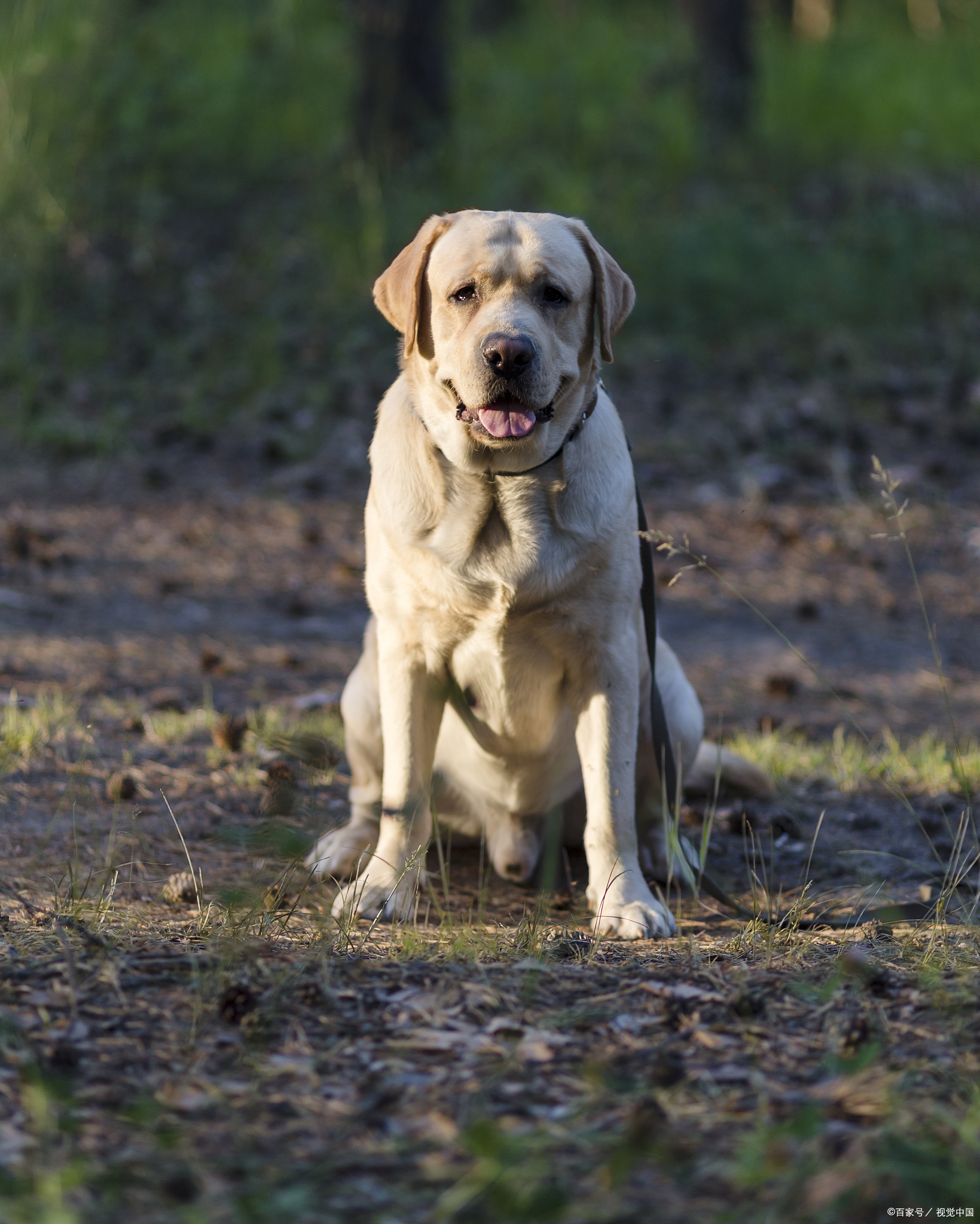 导盲犬一般是哪些品种?各自有什么特点
