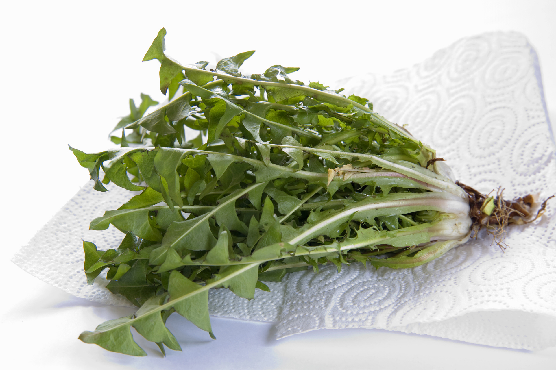 人们通常认为苦味菜有着更高的营养价值.